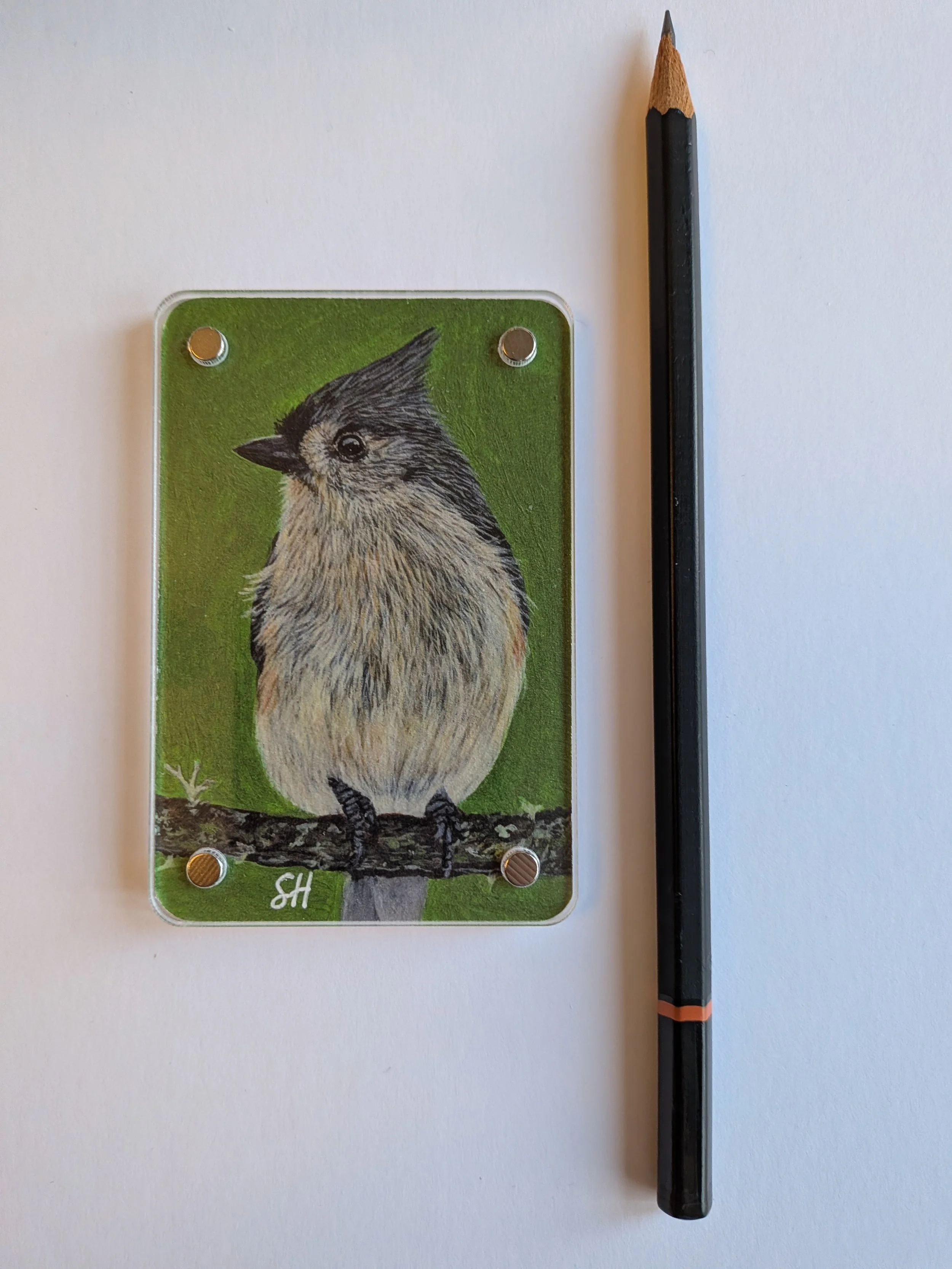 Tufted Titmouse with pencil.jpg