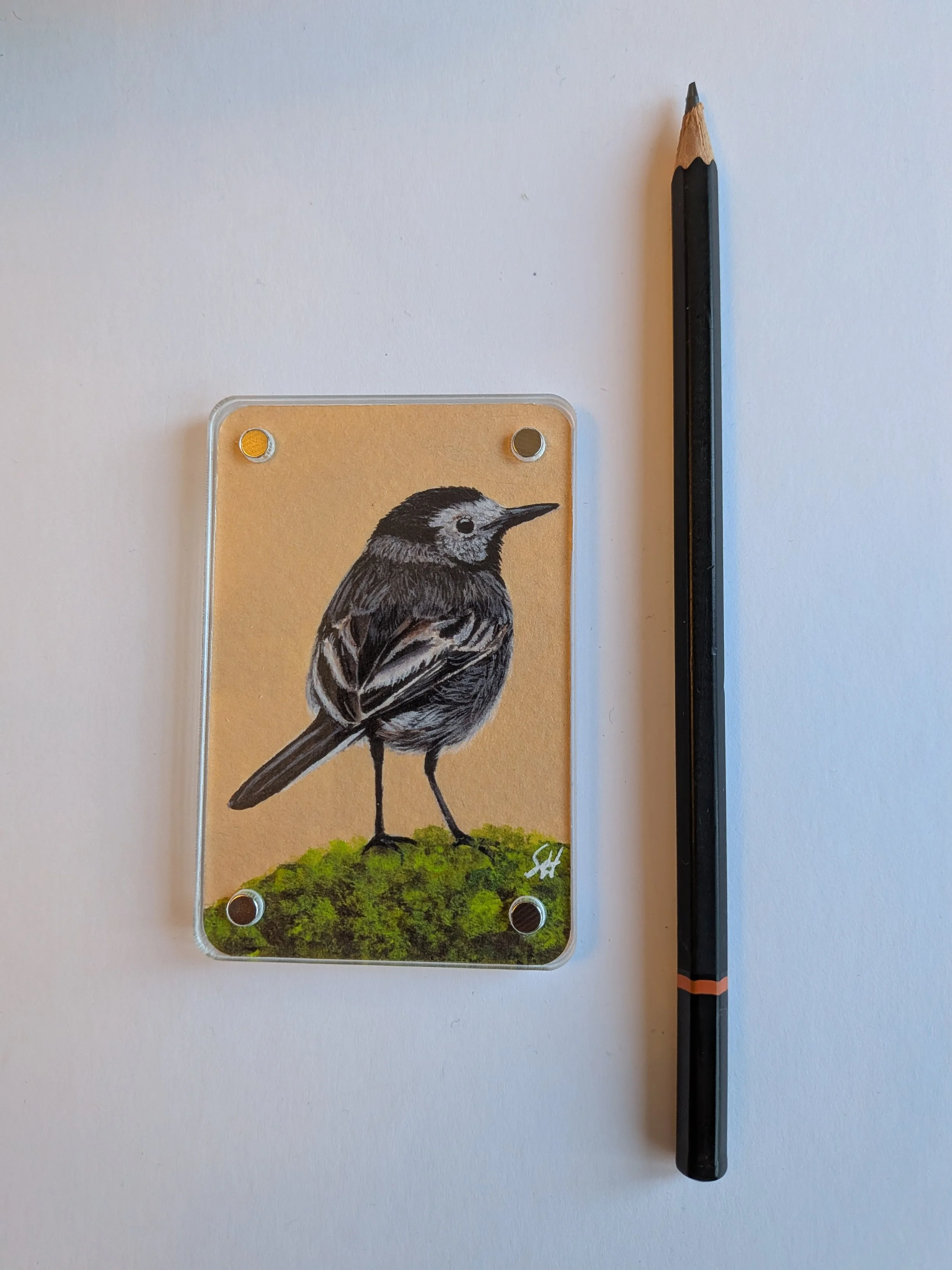 Pied Wagtail with pencil.jpg