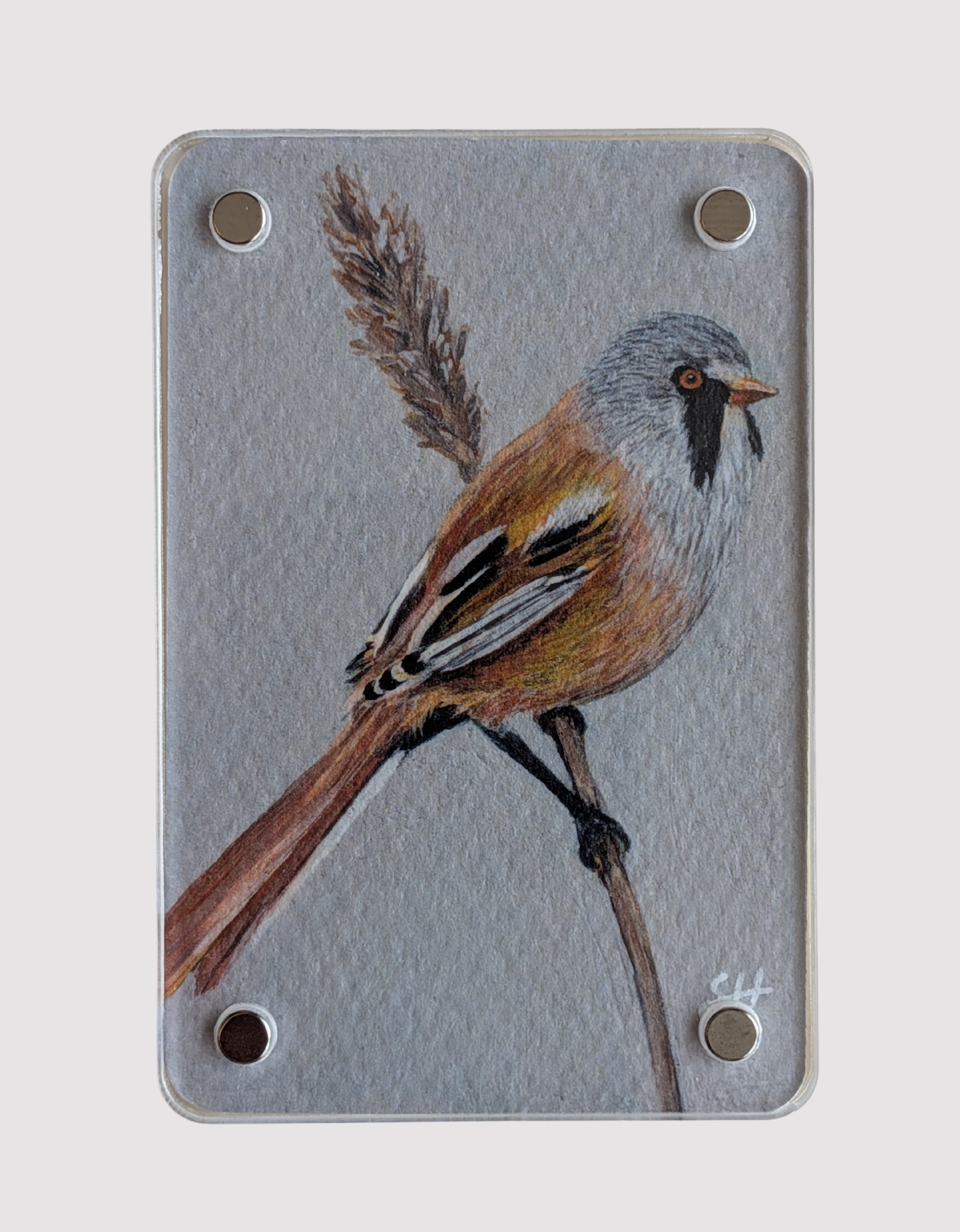 Bearded Tit - Mini Fine Art Magnet (Limited to 50)