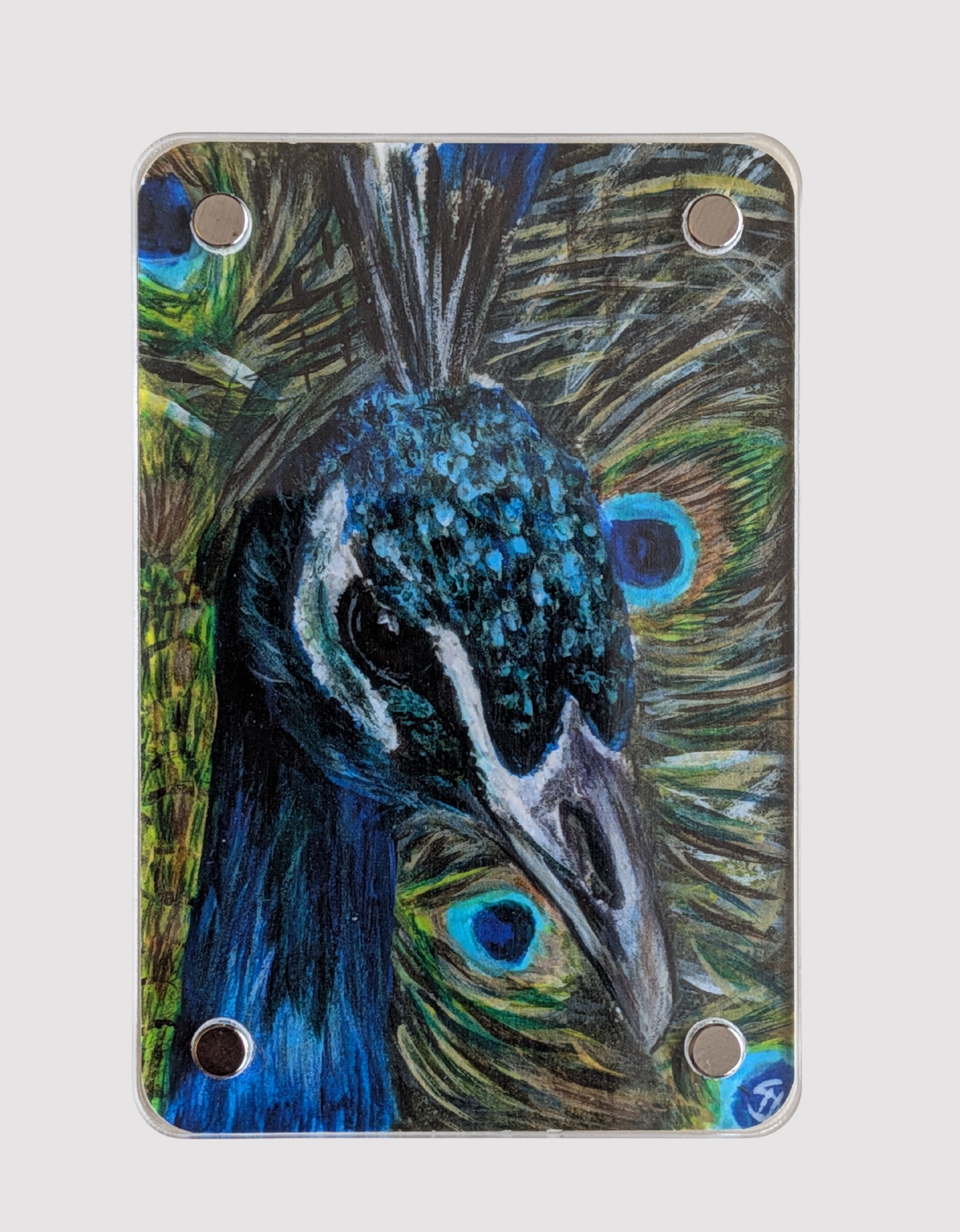 Peacock - Mini Fine Art Magnet (Limited to 50)