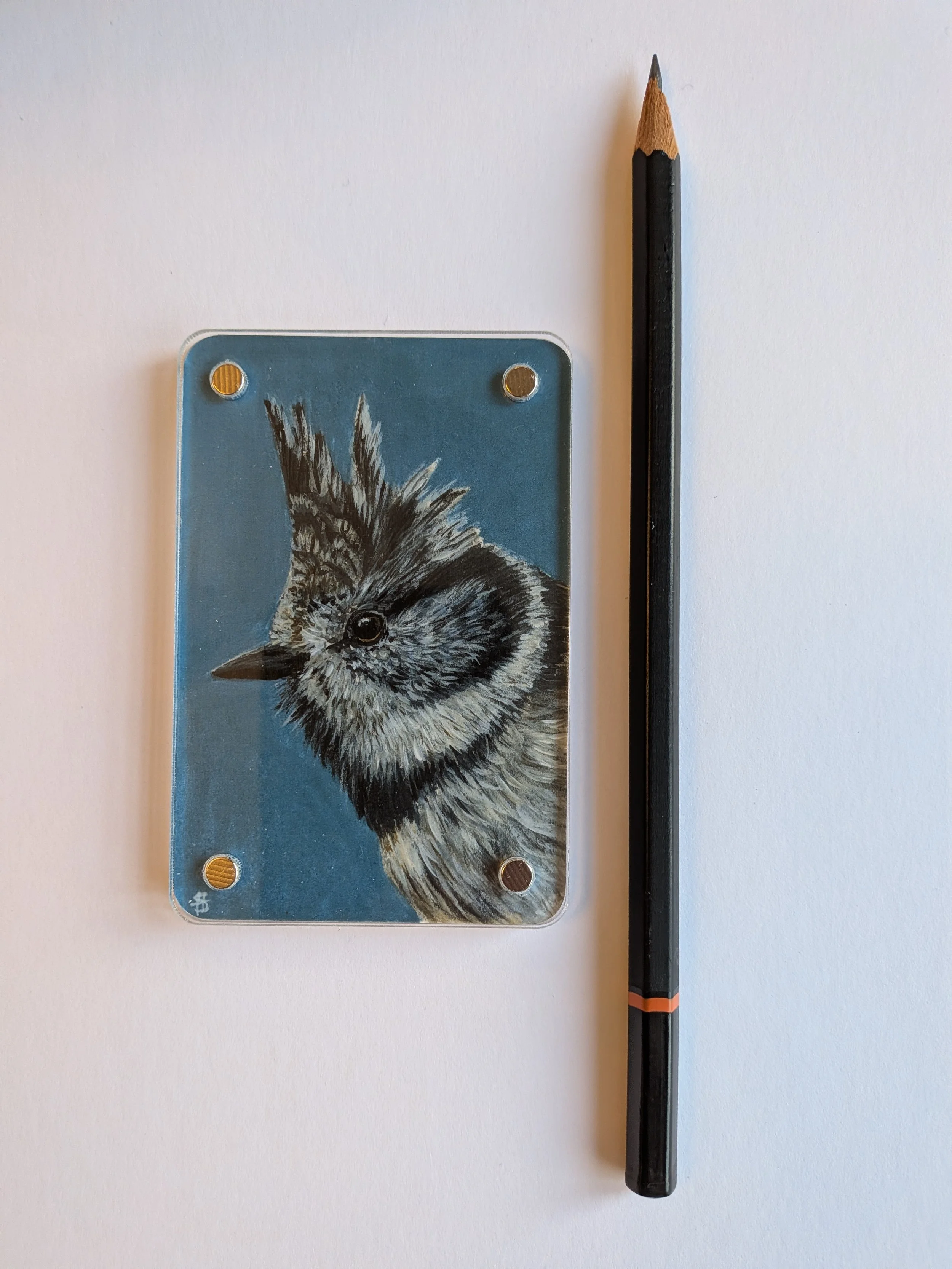 Crested tit with pencil.jpg