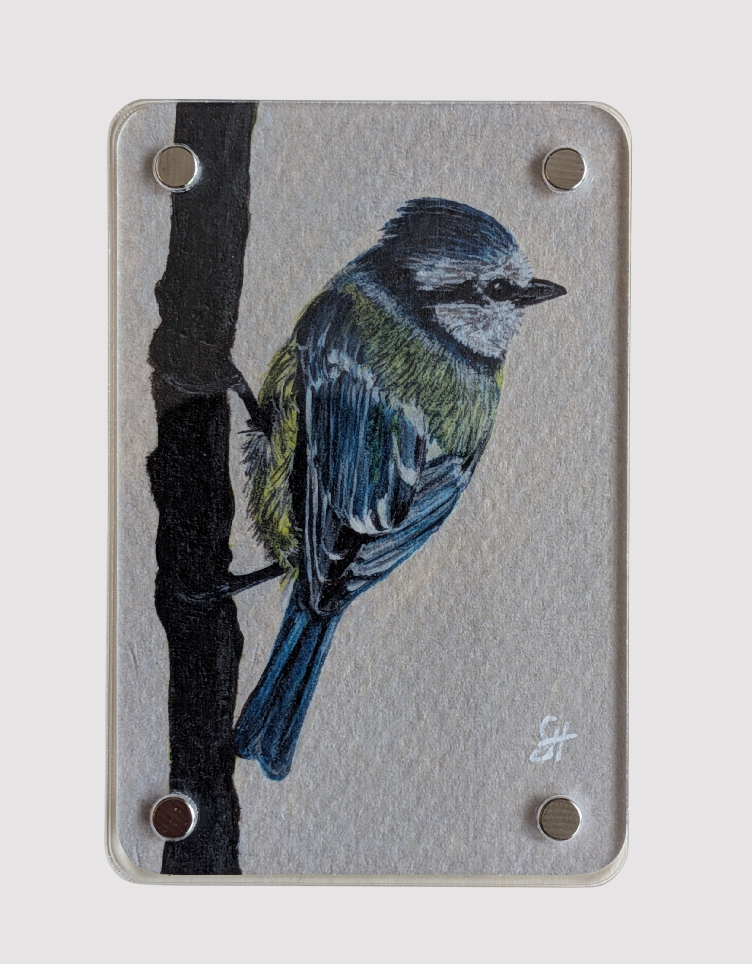 Blue Tit - Mini Fine Art Magnet  (Limited to 50)