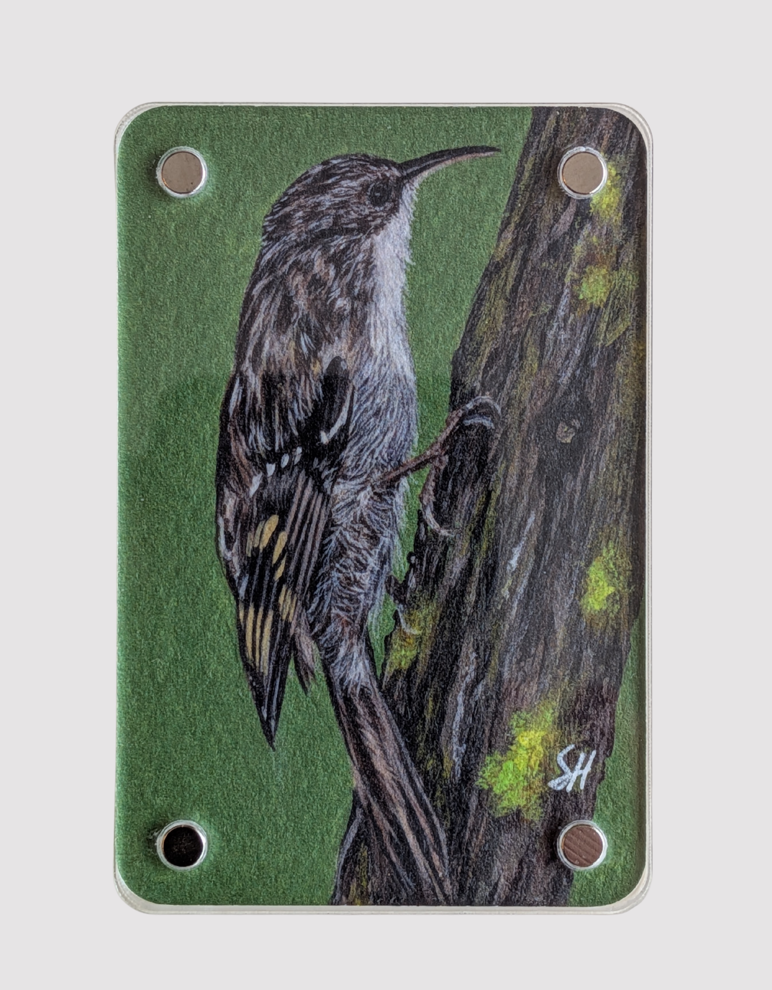 Treecreeper - Mini Fine Art Magnet (Limited to 50)