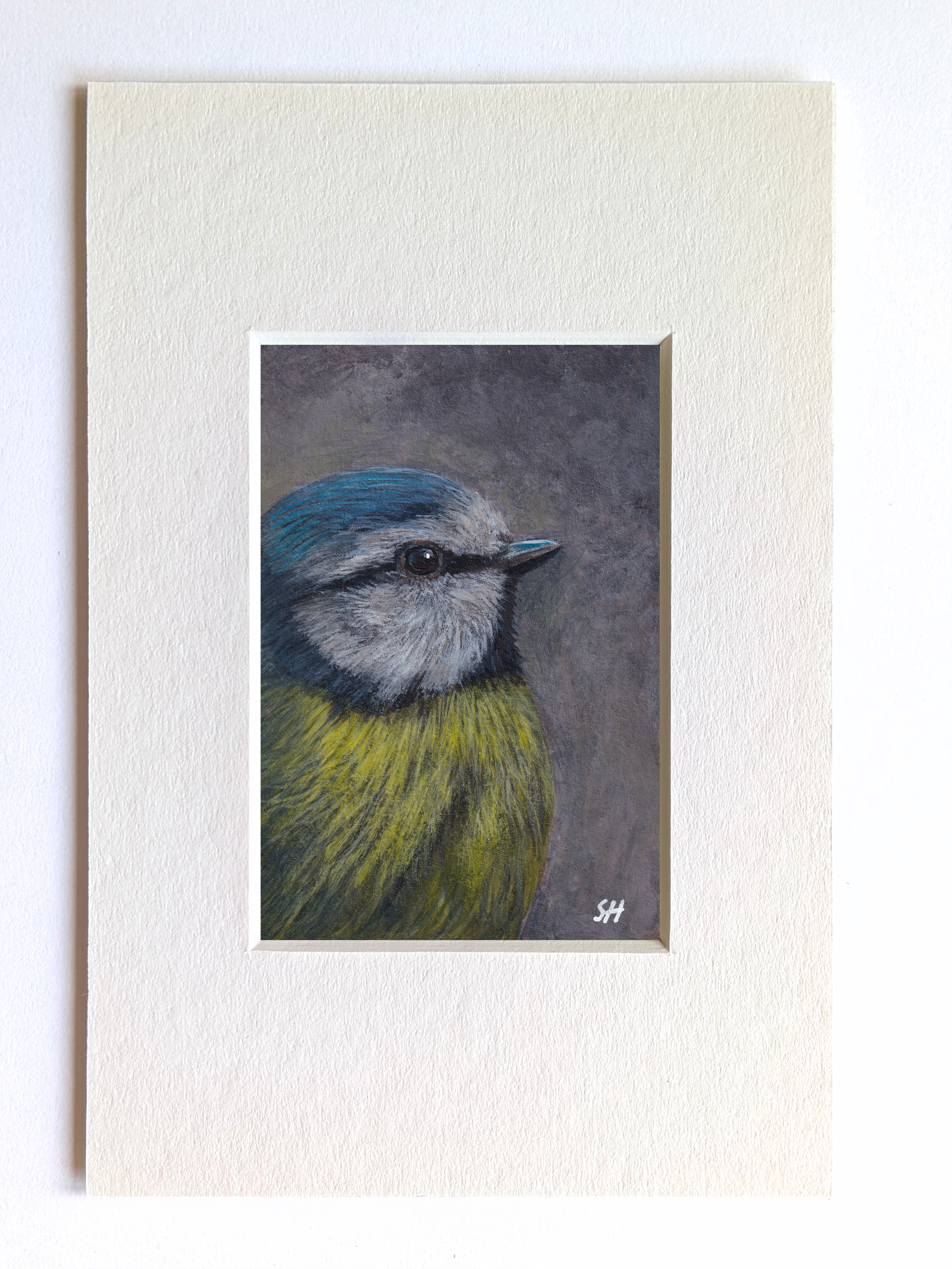 blue tit grey arty.png