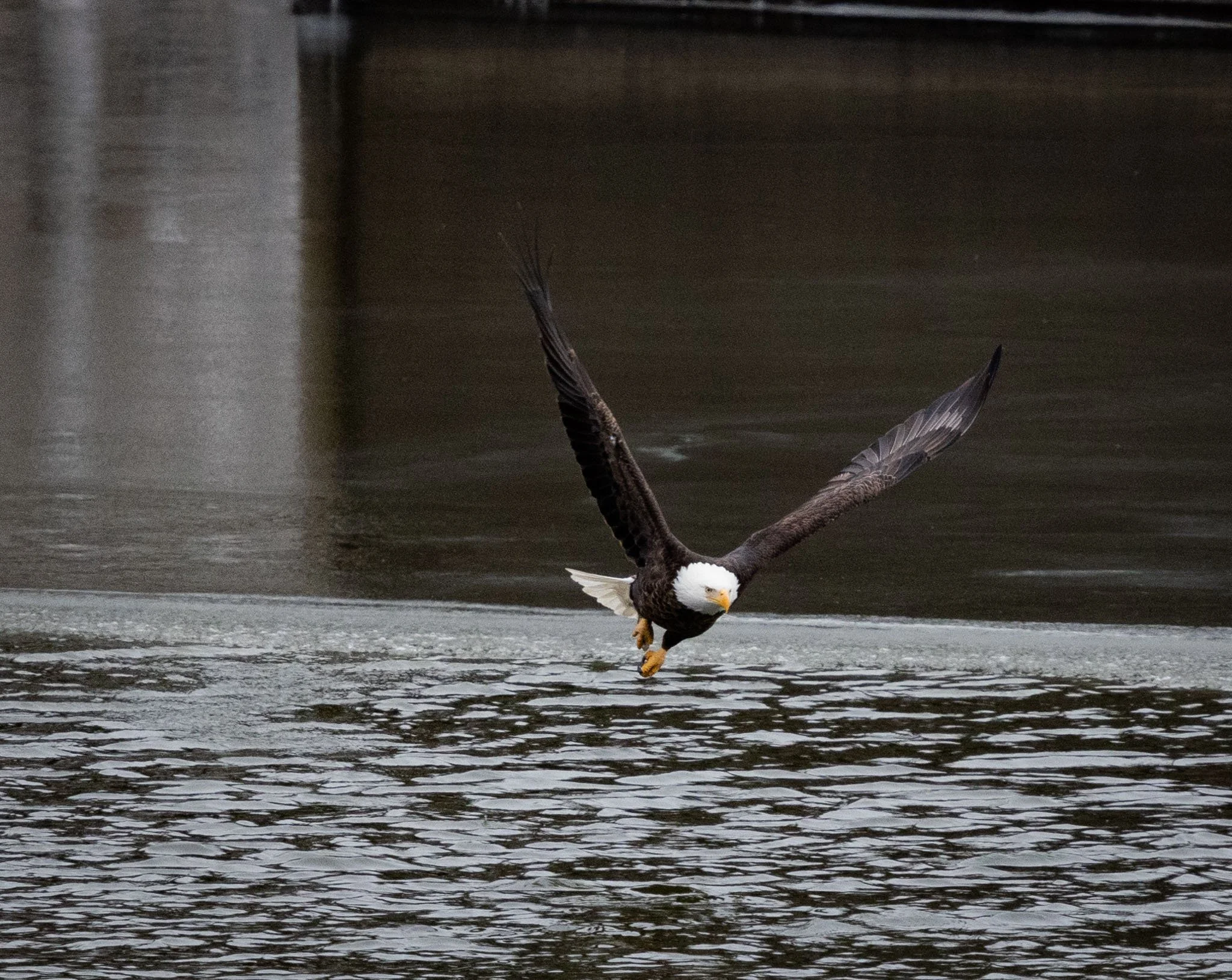 Bald Eagle Lake Red Rock 