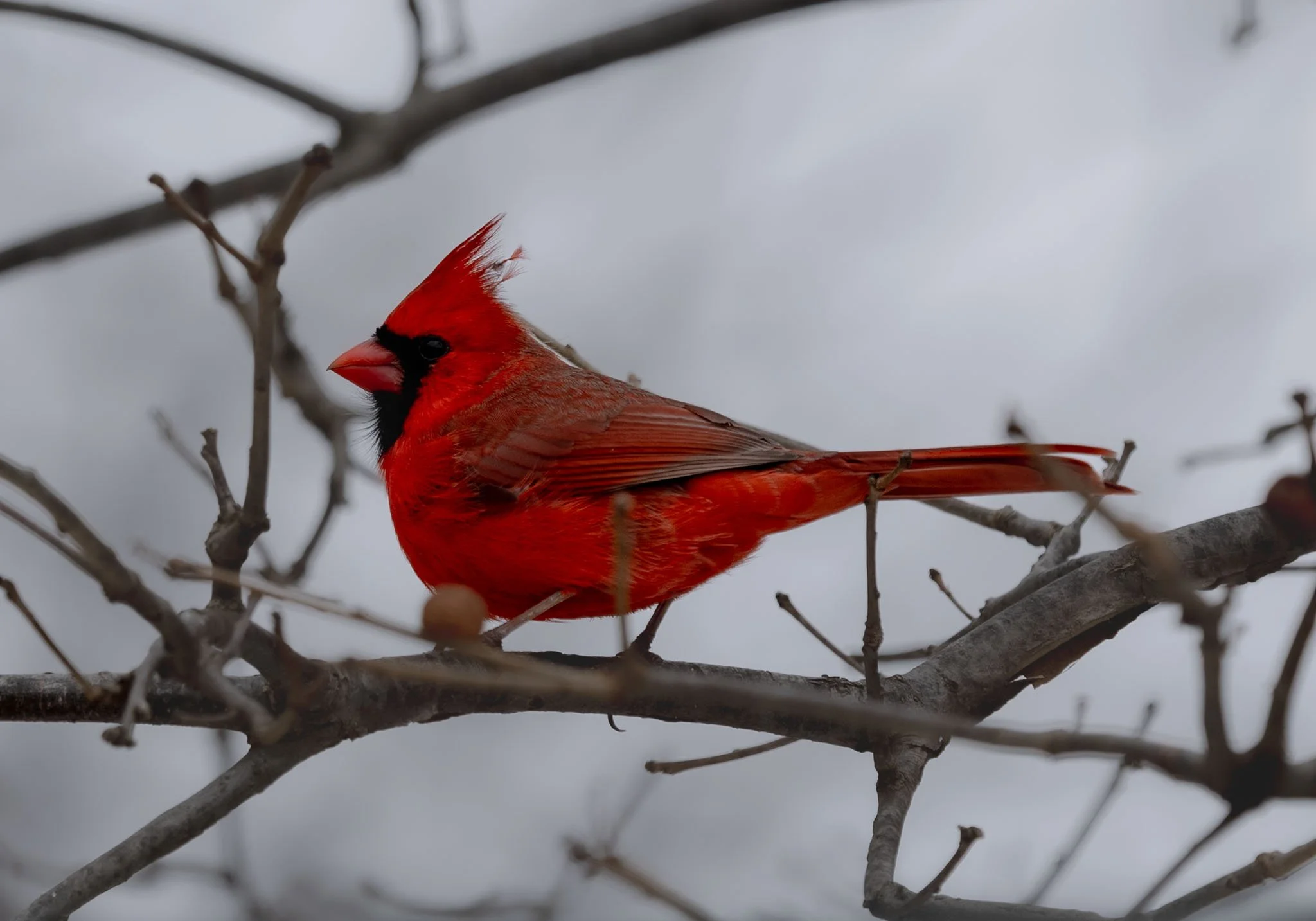 Cardinal at Chichaqua Bottoms Greenbelt 
