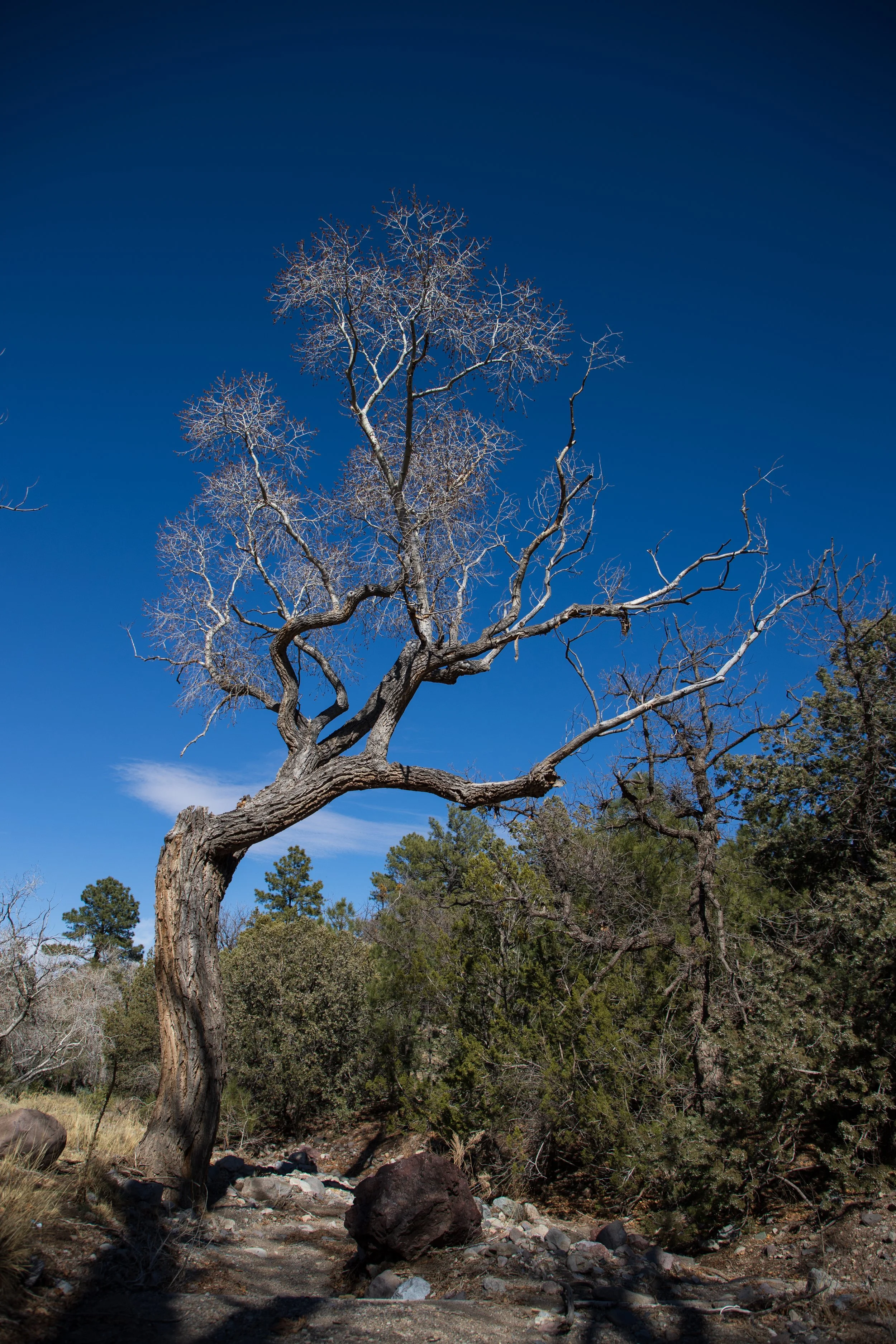 Leafless tree in a woodland setting under clear blue sky