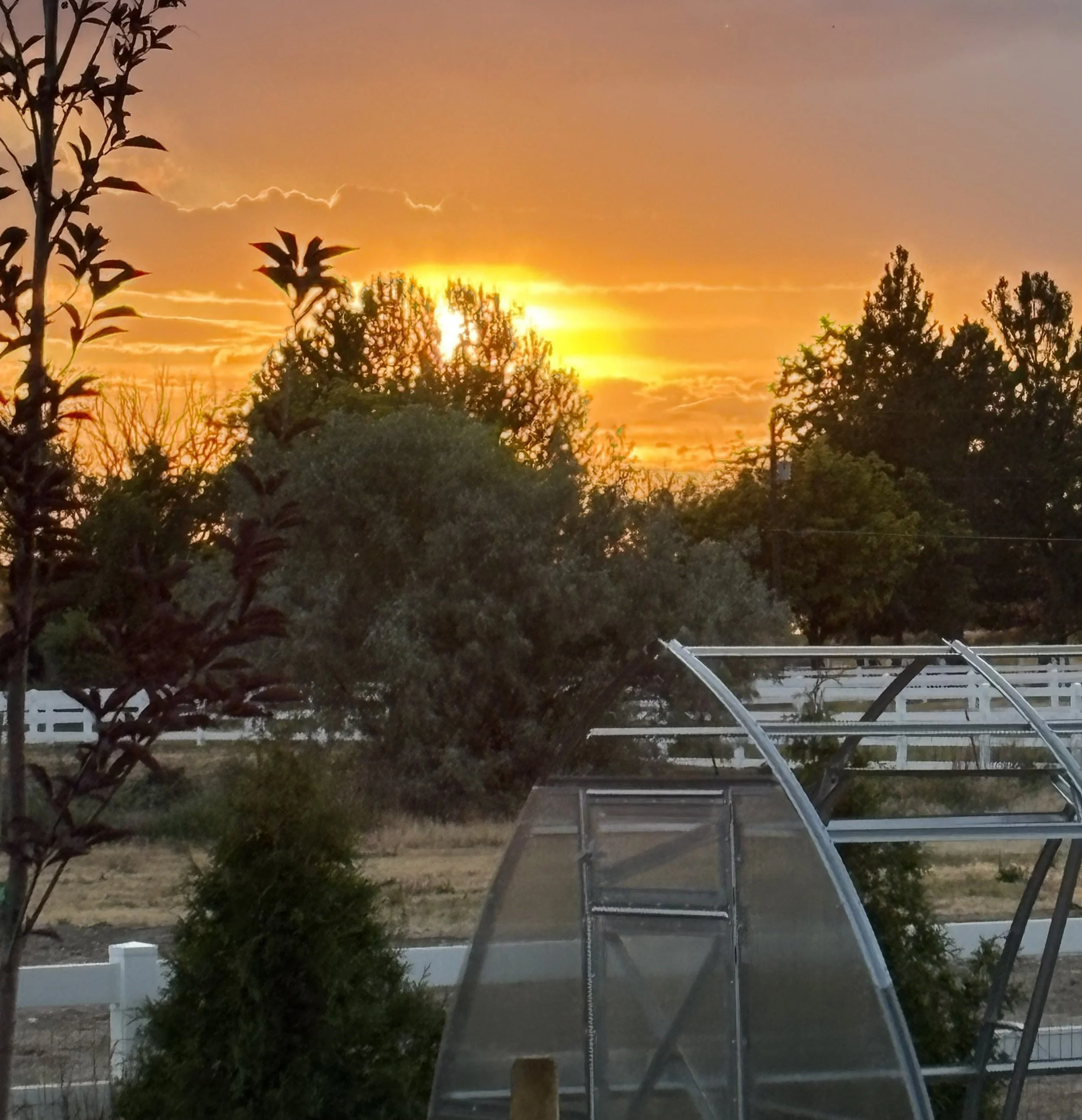This Week in the Garden: June 22, 2025