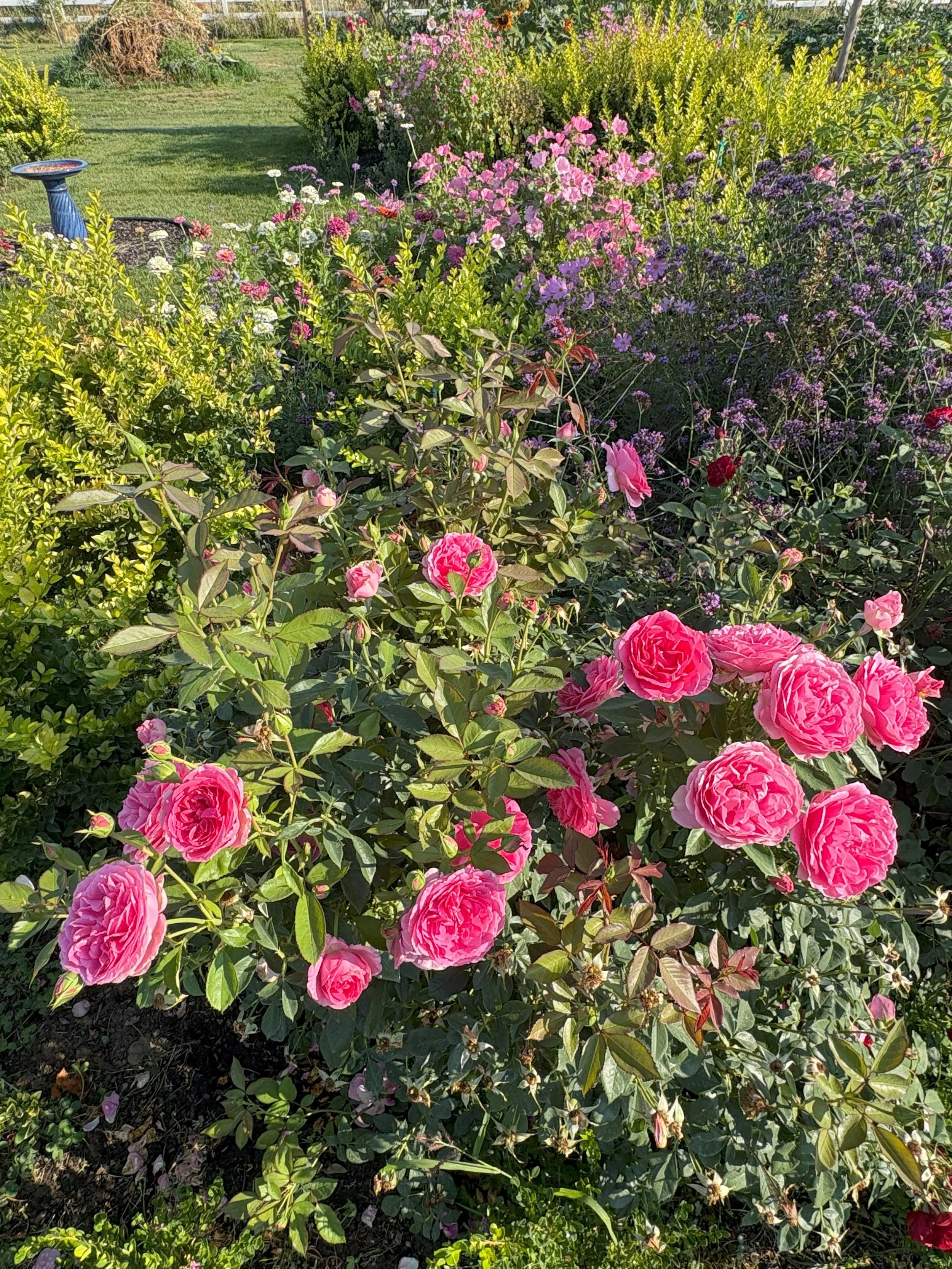 By the End of August, this Gardener is “Over It”