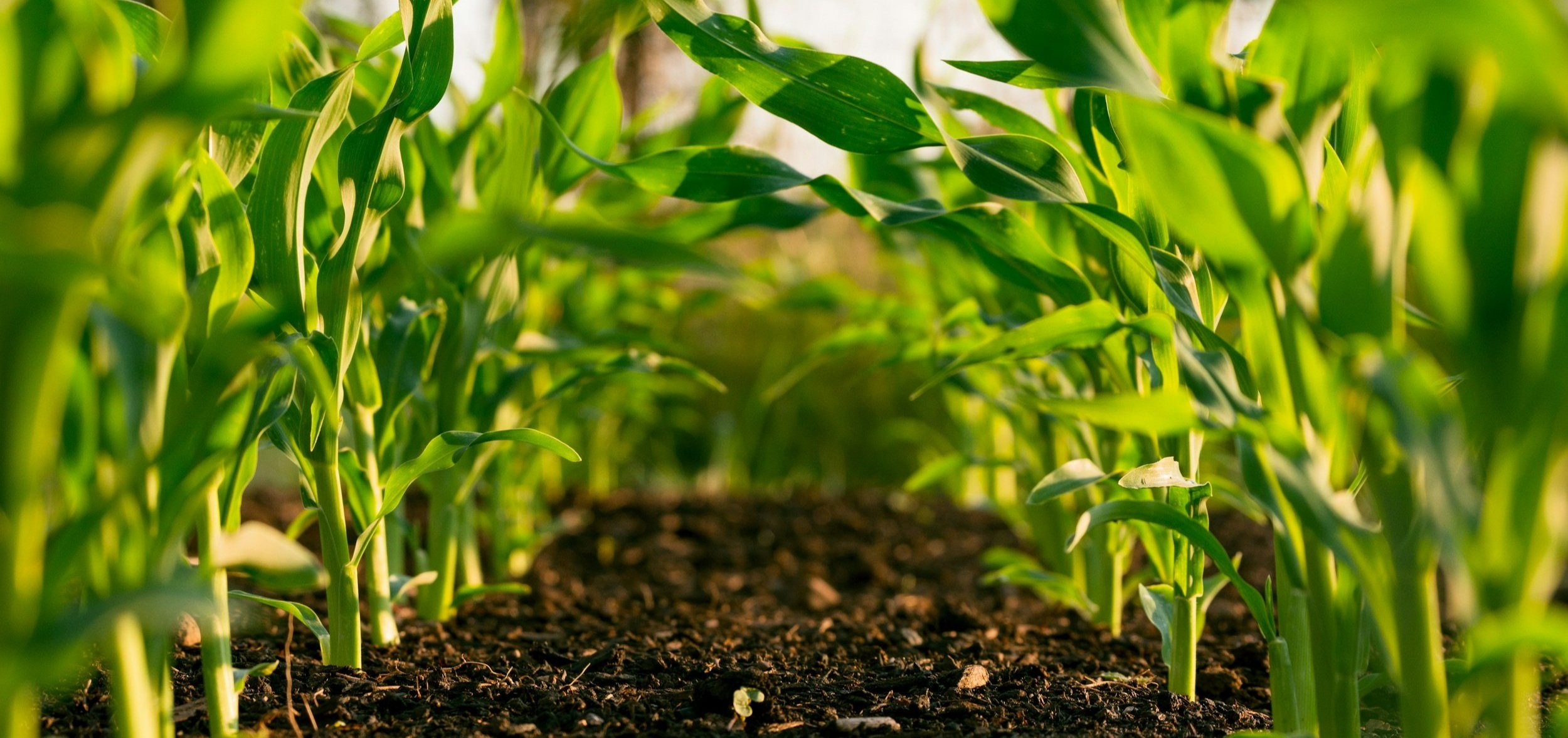 Choosing the Right Garden Hoe