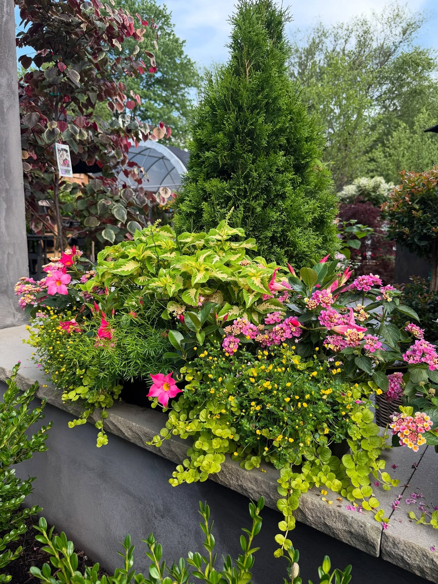 Custom combos that wow 🌸🌿

From vibrant window boxes to charming hanging planters perfect for porches and railings&mdash;our team has been busy creating stunning seasonal displays that pop against all that summer green.

Here are a few of our favor