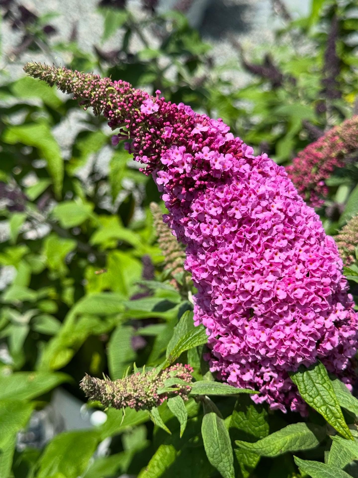 🌧️⟶🌸 After the Rain&hellip; the Bloom!

After days and days of gray skies and rain, the sun is shining bright&mdash; and South Street Gardens is exploding with color. 💚✨

Everywhere you turn, blooms are glowing, petals are open wide, and the air f