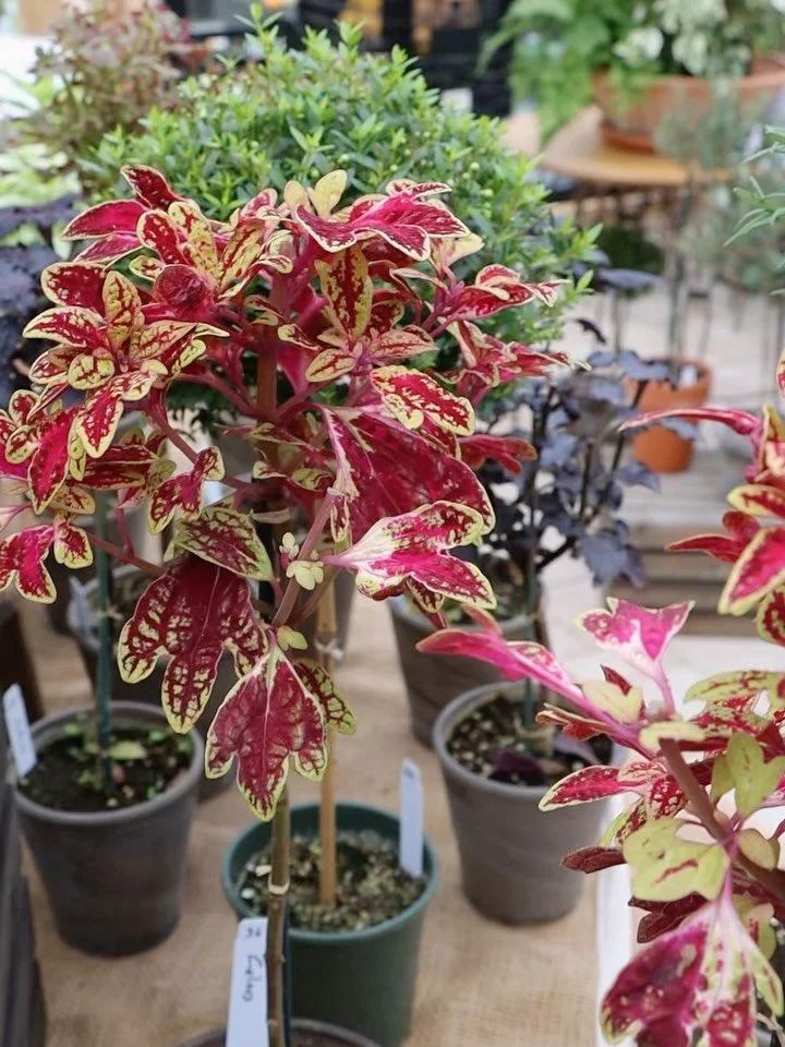 Thank you, Ken and Margaret from @atlockfarm, for spending the day in our greenhouse and sharing your artistry in topiary. Your insight into how to care for, shape, and maintain these living sculptures left everyone inspired to take one home. We can&