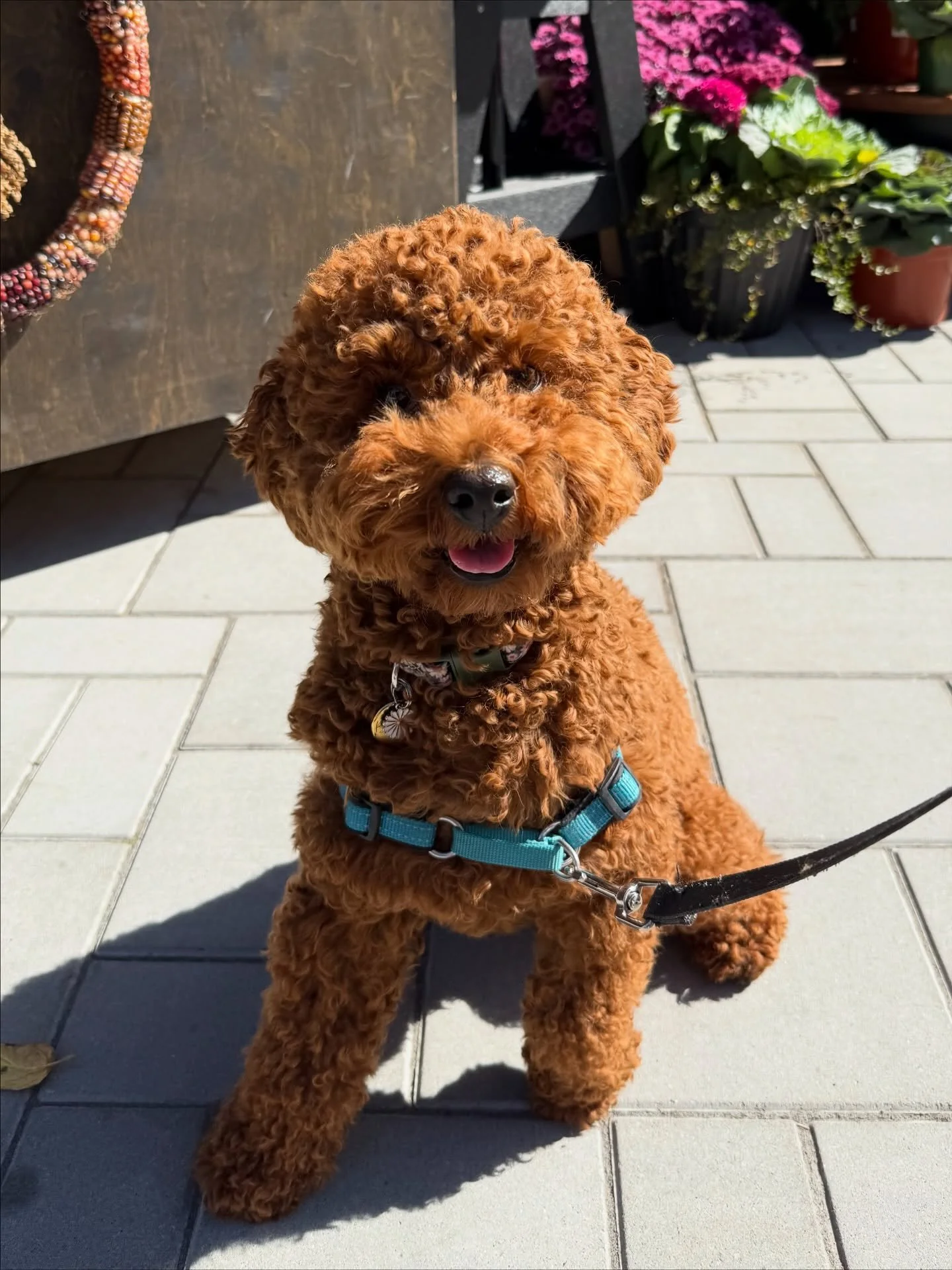 It&rsquo;s been a season of good company in the gardens &mdash; crisp air, falling leaves, and plenty of four-legged friends passing through. Dogs are always welcome, so bring your sidekick by for a stroll through the greenhouse and a few tail wags a