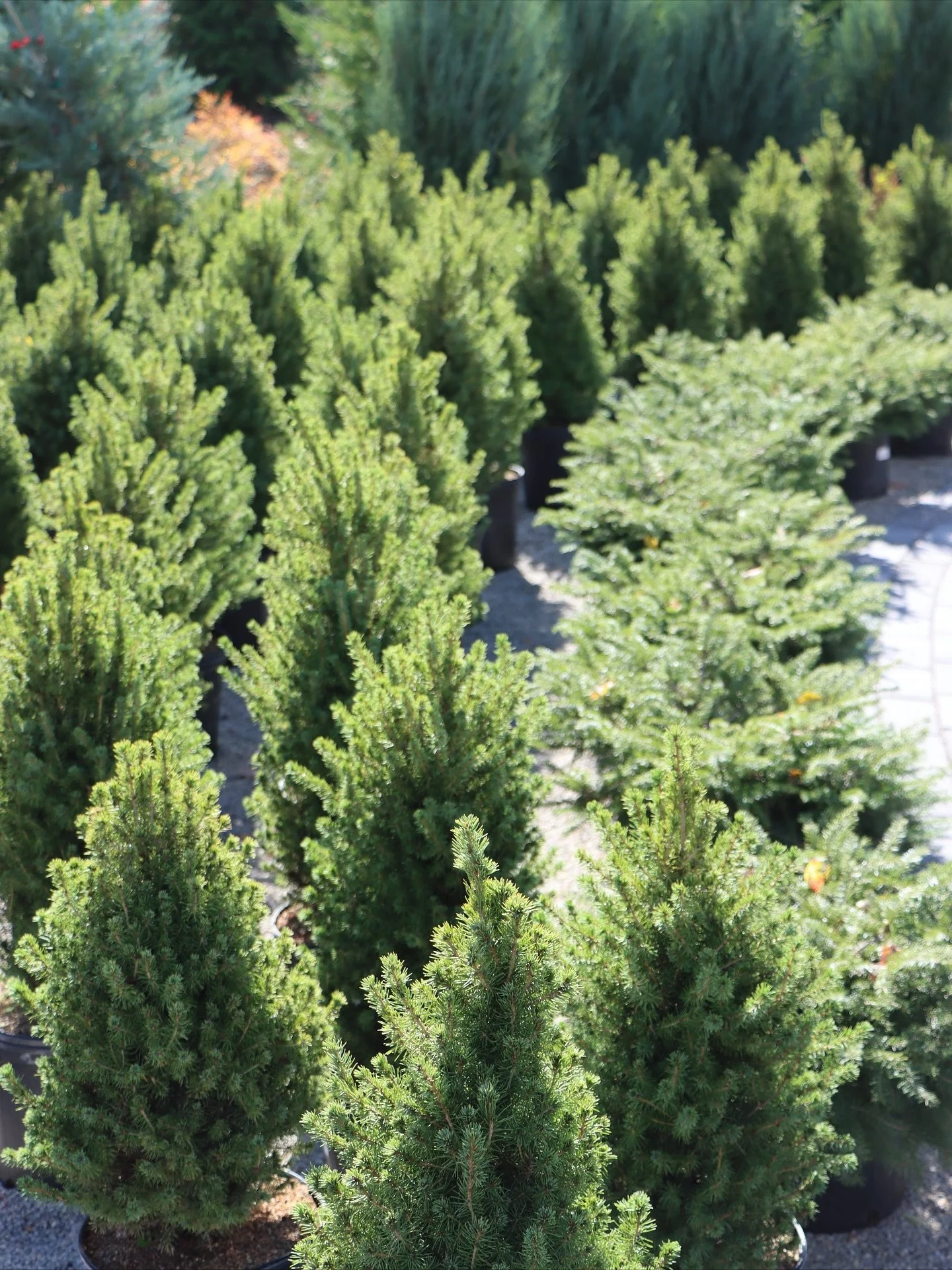 Fresh arrivals just in at South Street Gardens 🌿 From evergreens and Norway spruces to winter berries and compact conifers perfect for planters, our yard is full of new life as we spiral into November. Come take a stroll and see what&rsquo;s growing