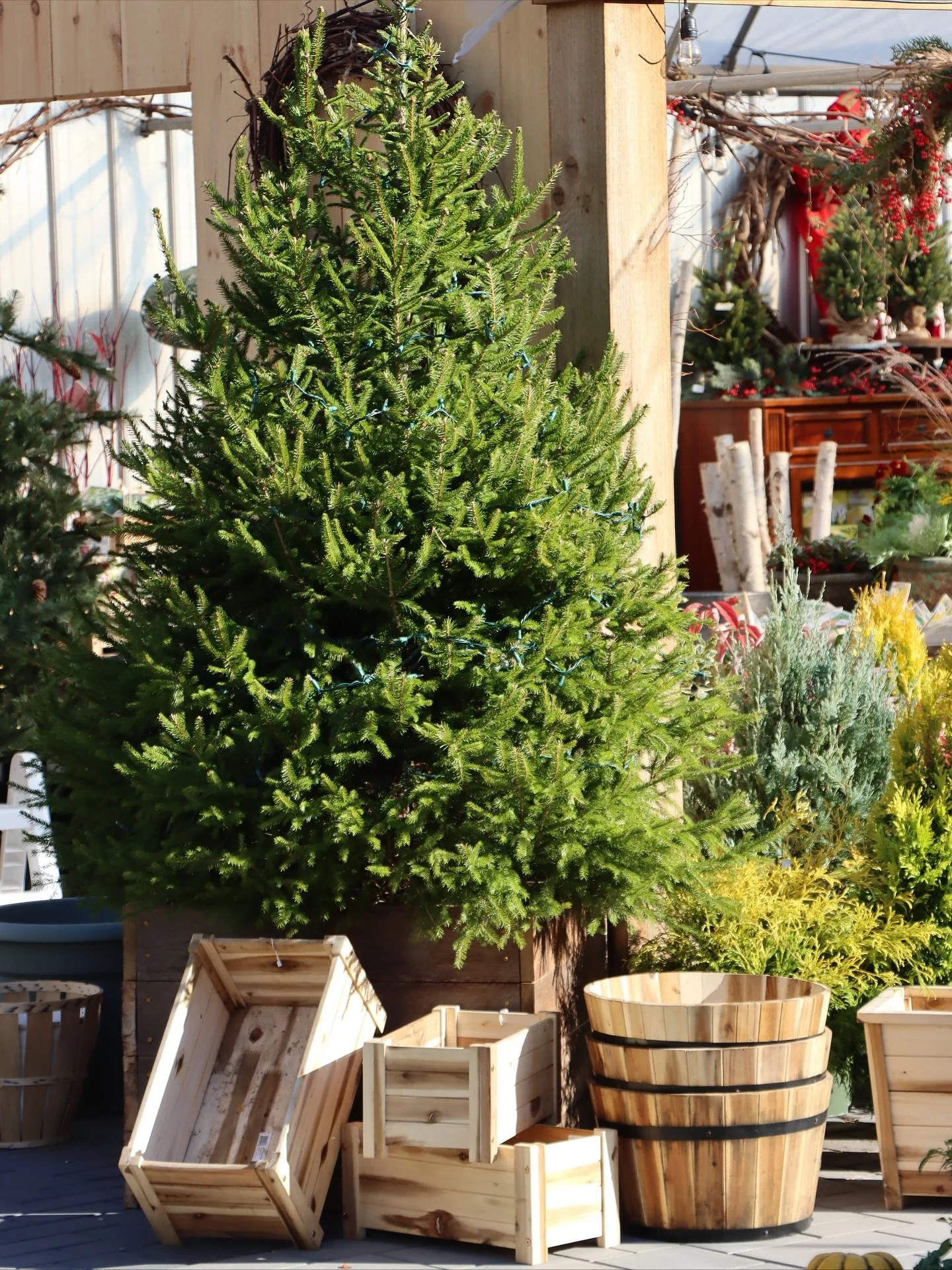 🎄 The magic of the season has arrived at South Street Gardens!

Every corner of our Home Store, Flower Shop, Greenhouses, and Nursery Yard is filling with the warmth and wonder of Christmas. From twinkling lights to fragrant evergreens, ornaments, a