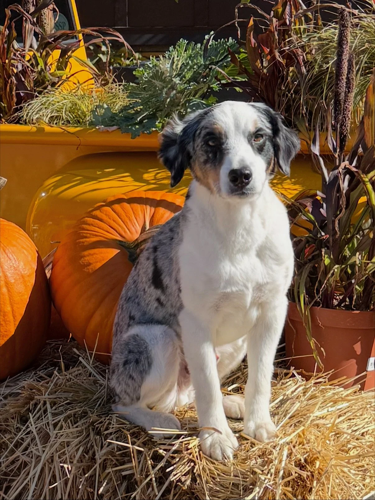 Paws, pumpkins, and plenty of love 🍂🐾 Our South Street Sidekicks have been out in full force this fall, and a few familiar pups even stopped by for another visit &mdash; we love seeing old friends return. Bring your dog by and join the South Street