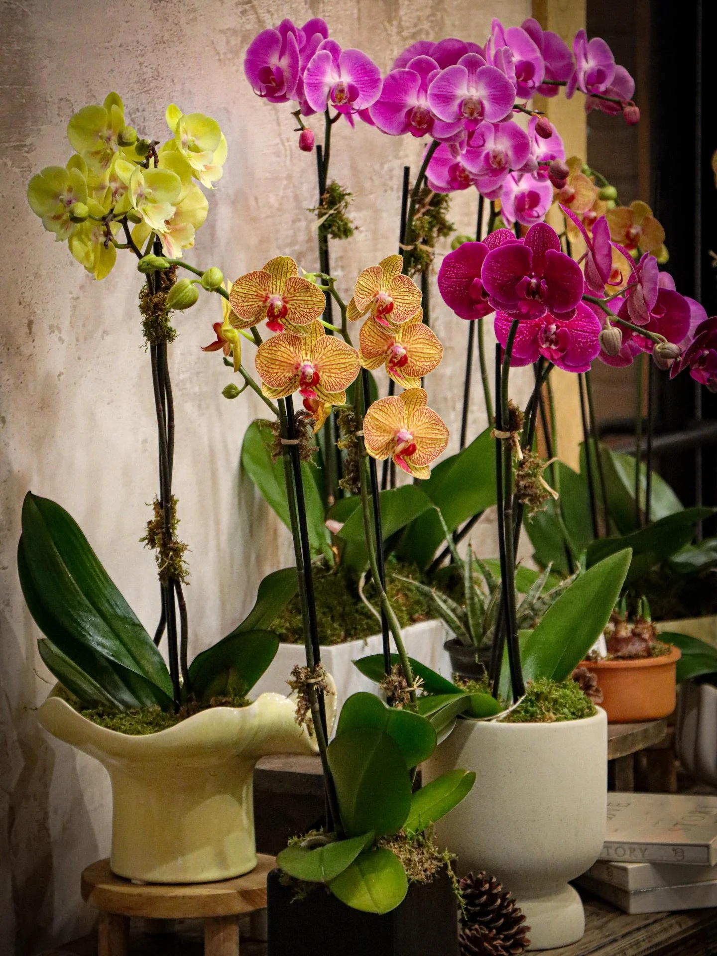 As the holiday decor comes down and winter settles in, it&rsquo;s the perfect time to bring fresh life back into your spaces 🤍

Orchids are a timeless choice with graceful blooms, soft color, and lasting beauty that brighten any room 🌿✨

Come explo