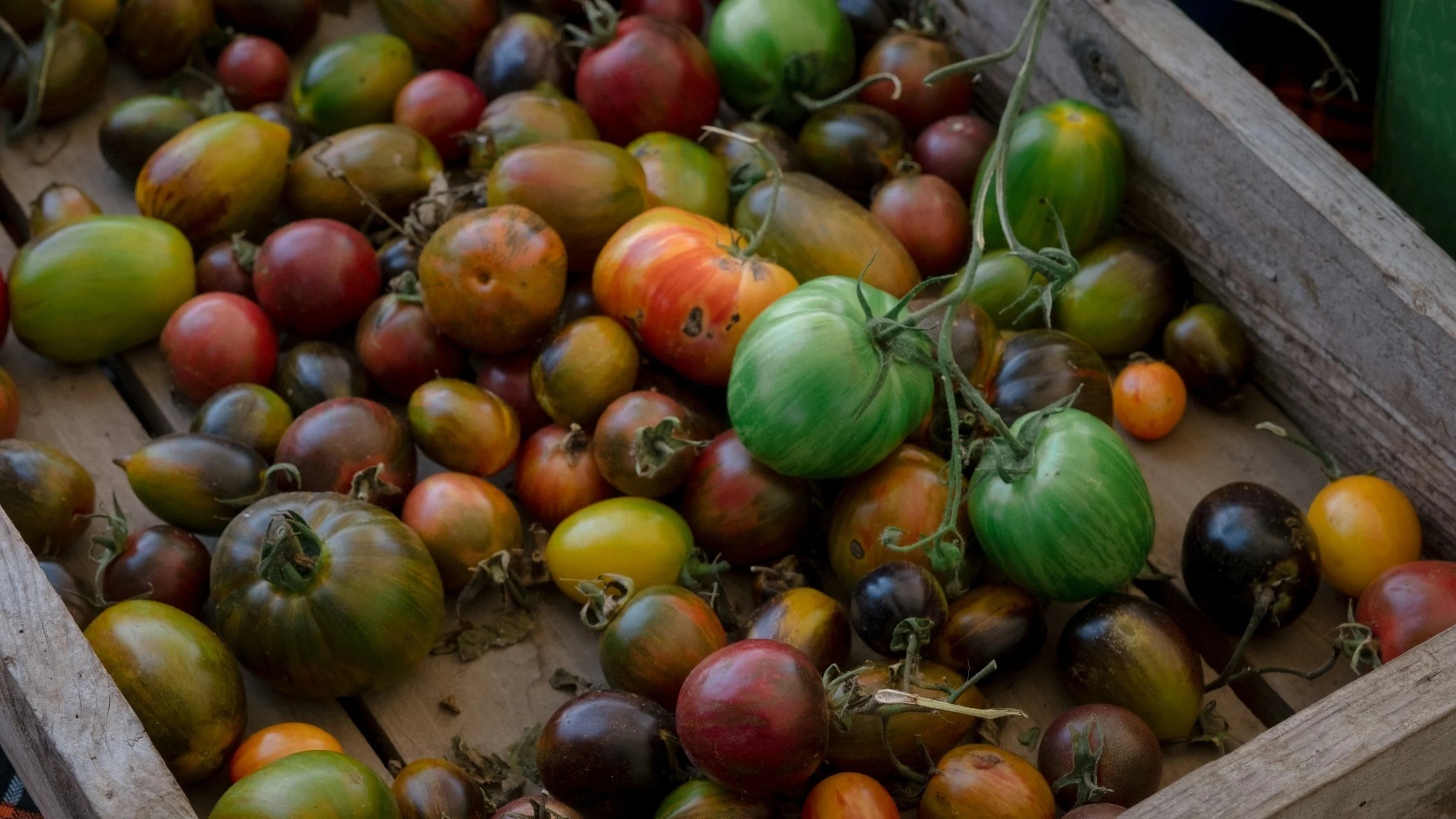 Tomato Canning Workshop