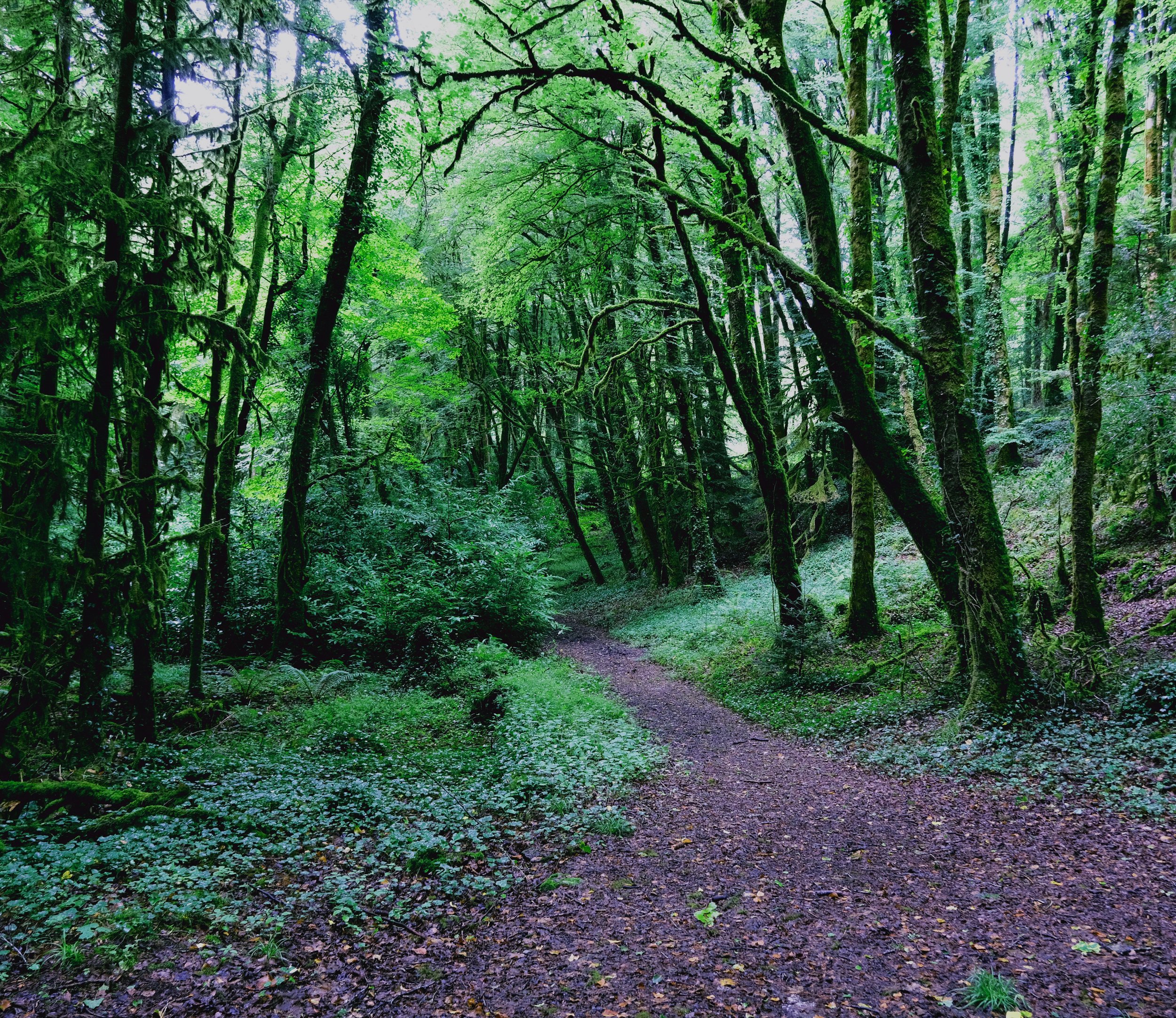 forest 1.jpeg