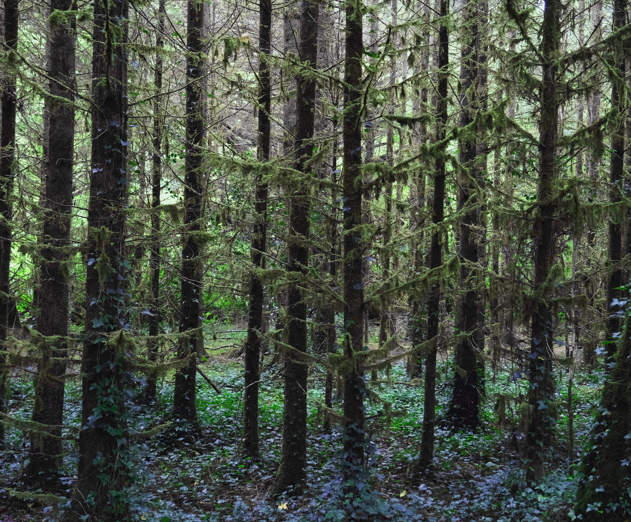 forest 2.jpeg