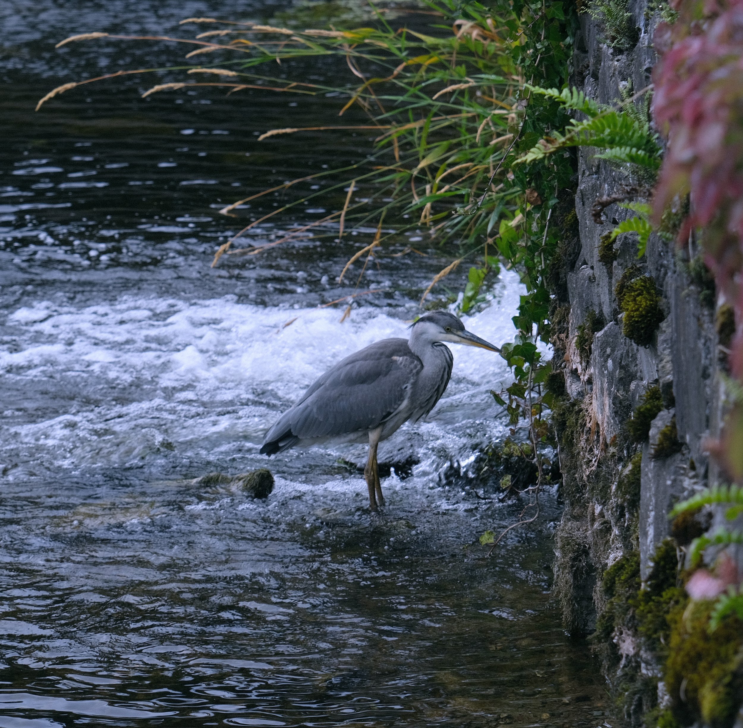 heron.jpeg