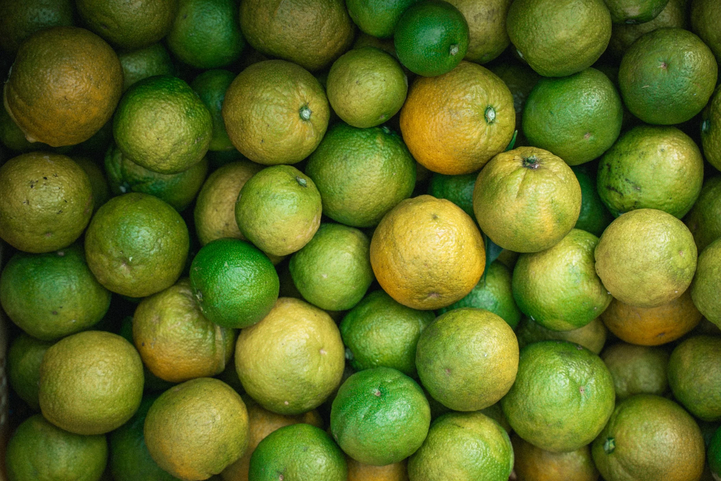 Jabara citrus 2.jpg