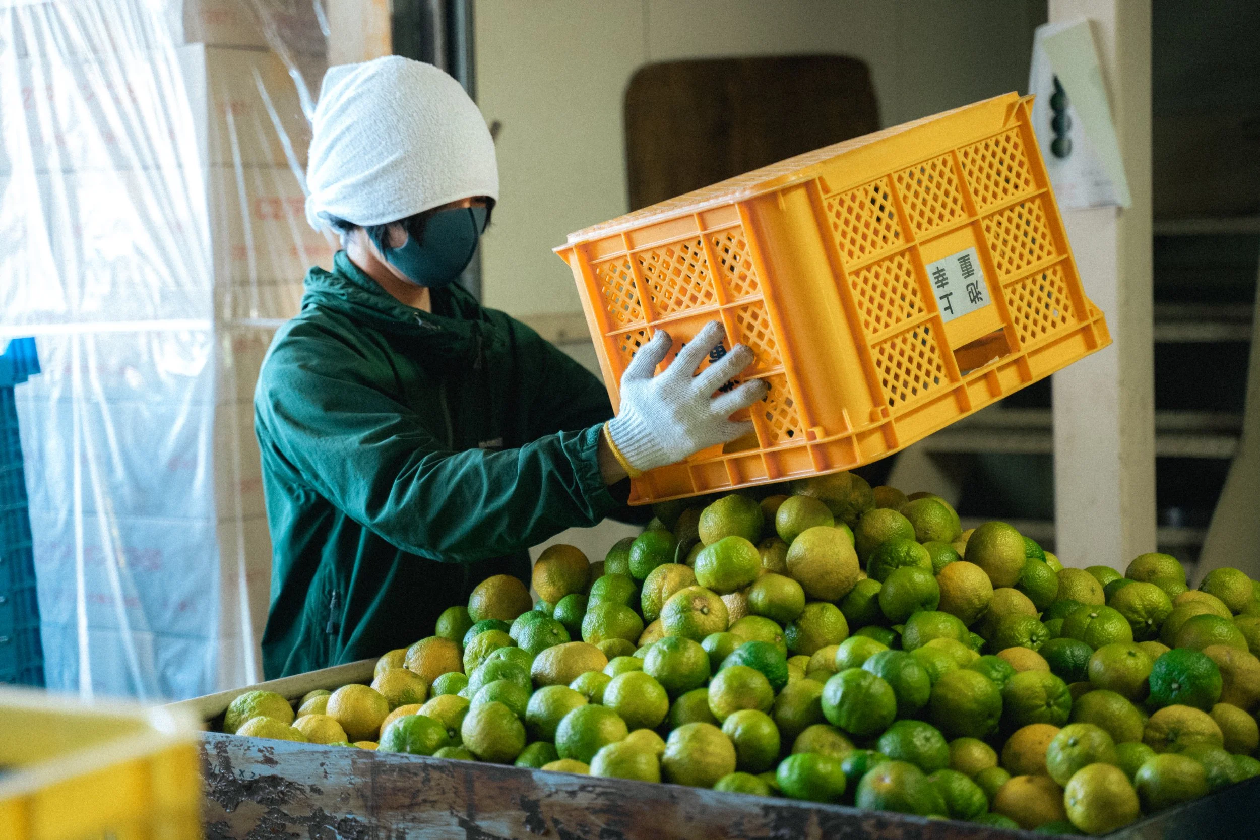 Jabara citrus factory.jpg