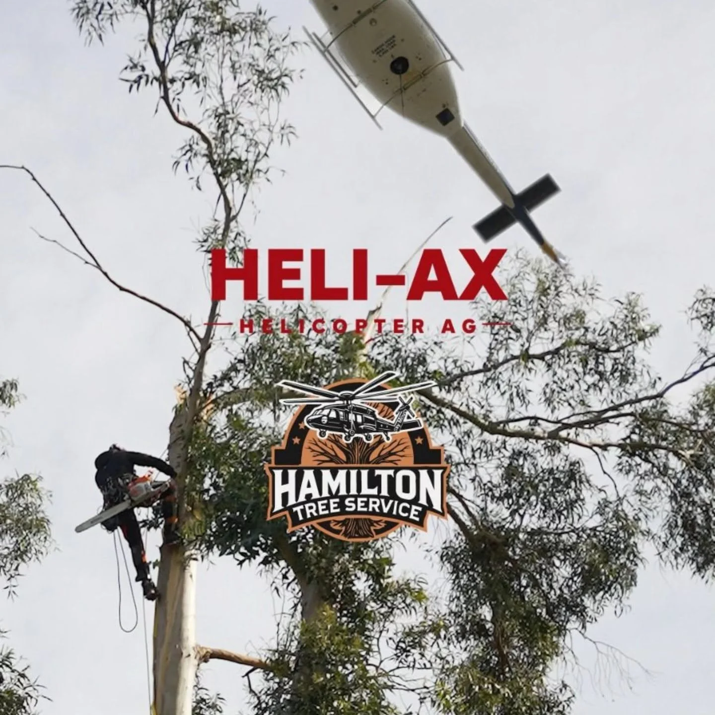 Tree trimming crew working on a tall tree with an aerial lift and chainsaw, with a helicopter overhead. Text overlay: 'Heli-Ax Helicopter AG' and logo for Hamilton Tree Service.