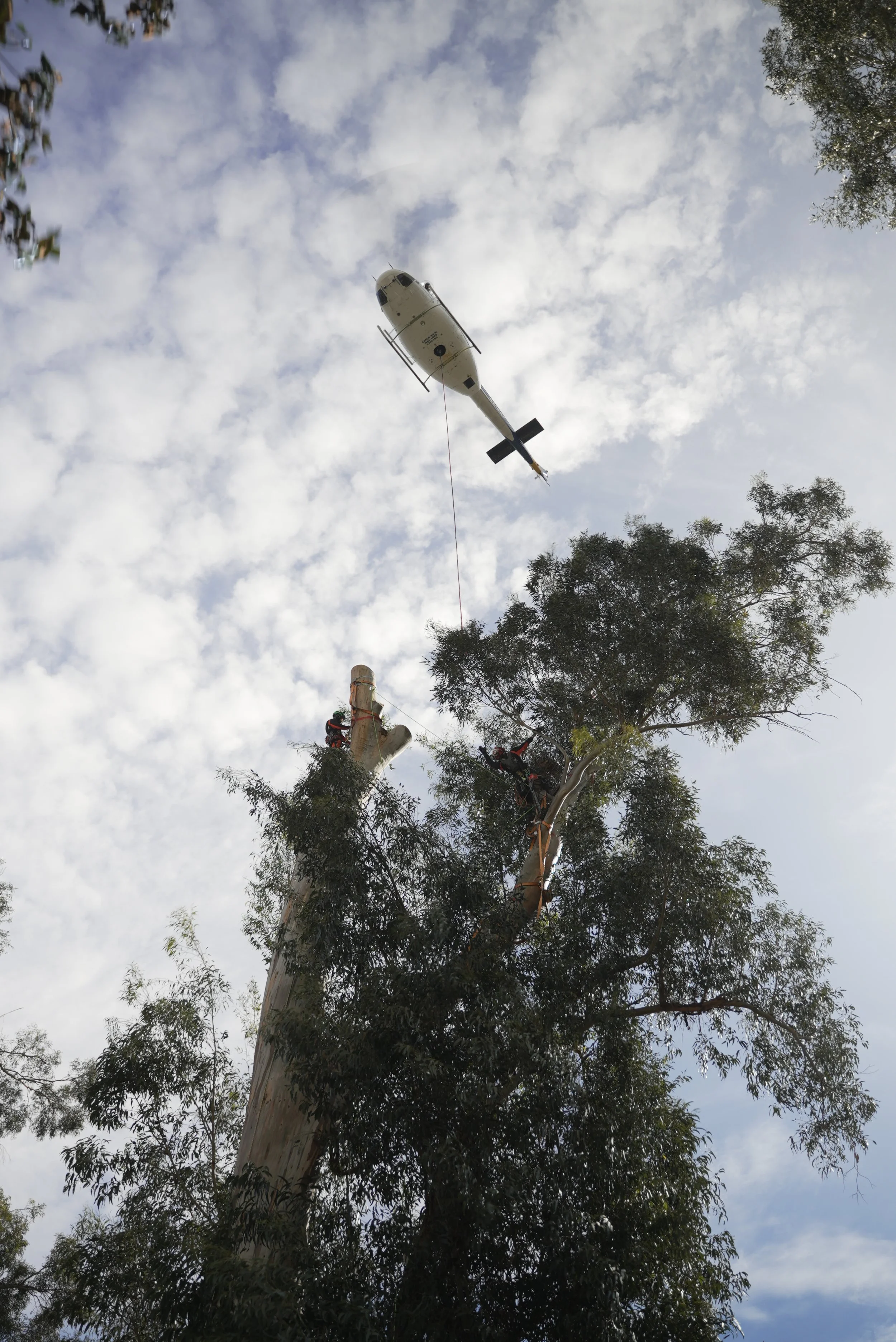 A helicopter flying high above a treetop, with workers trimming or removing branches from the tree.