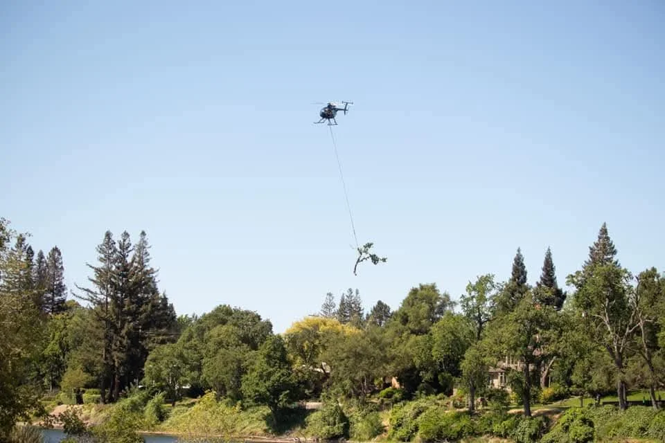 A helicopter is flying in the sky, carrying a long cable with a large tree branch attached to it.