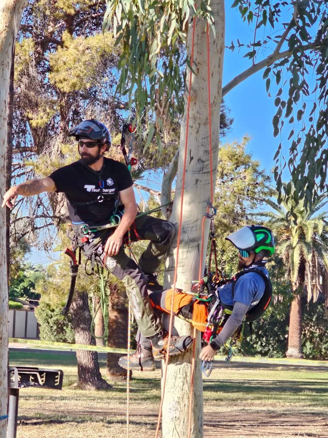 Two people in climbing gear and helmets practicing tree climbing or rescue training on a large tree outdoors, with trees and a park visible in the background.