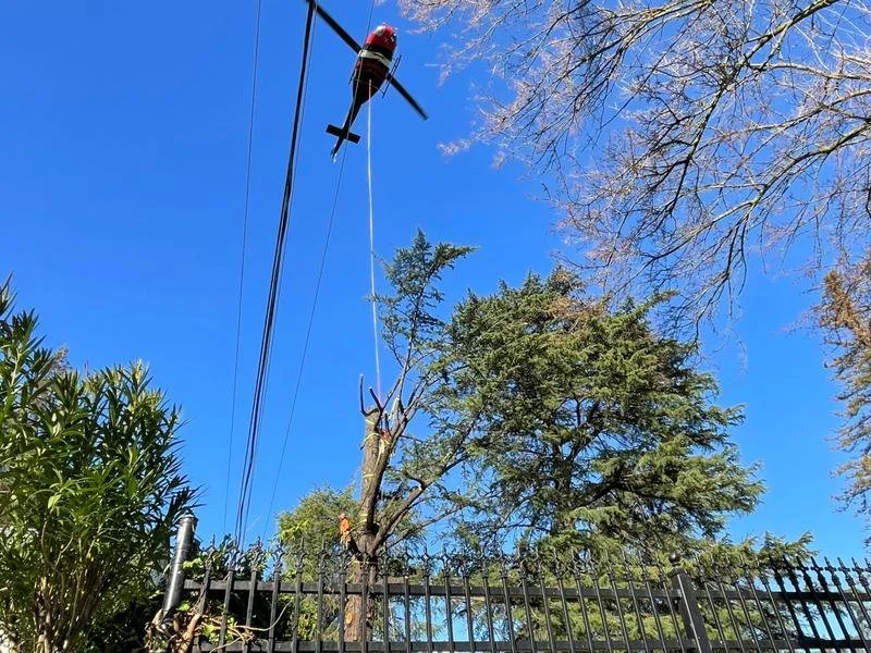A helicopter lifting material from a tree.