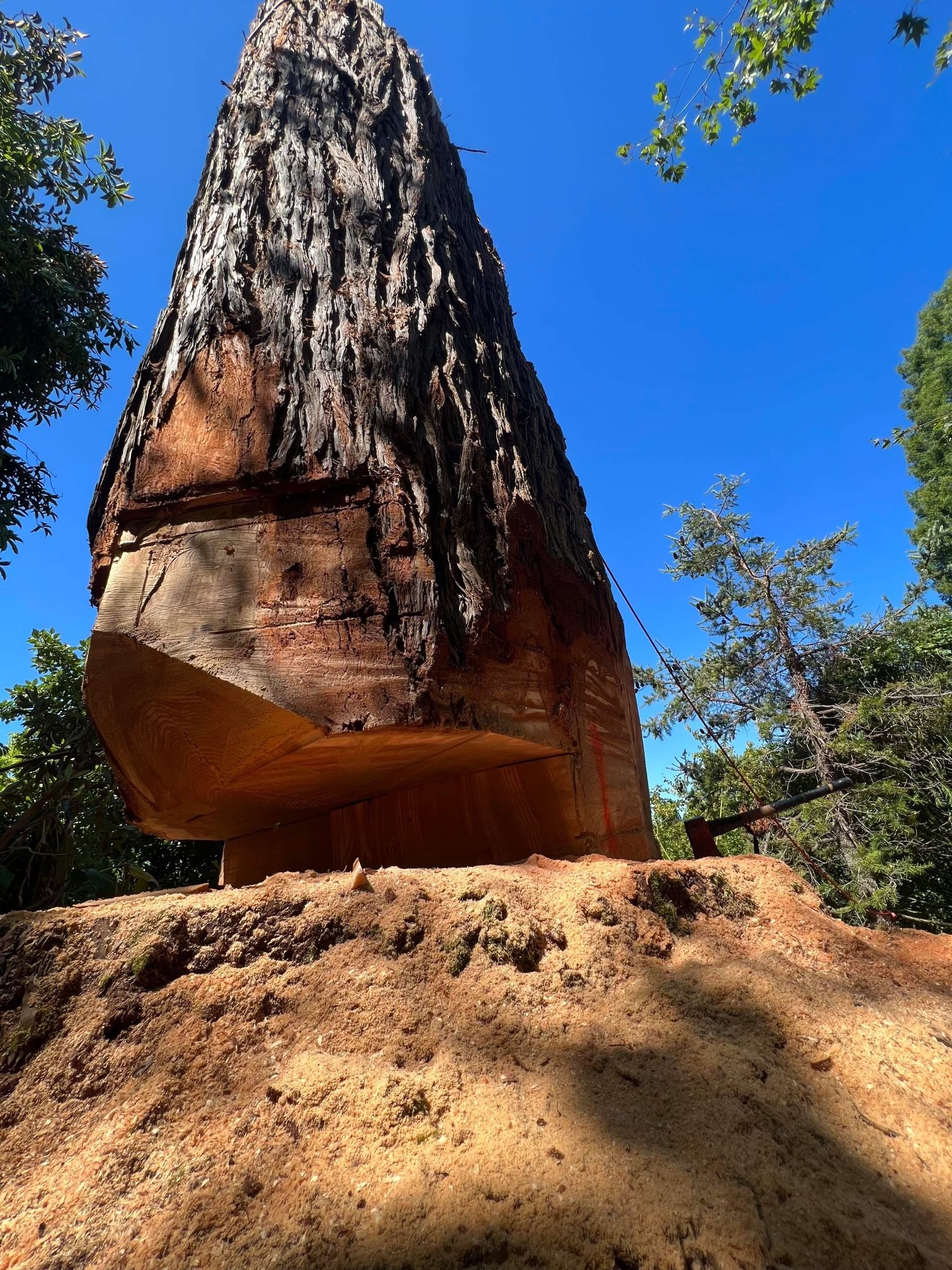 Berkeley Botanical Graden Helicopter Removal with A-Plus LLC