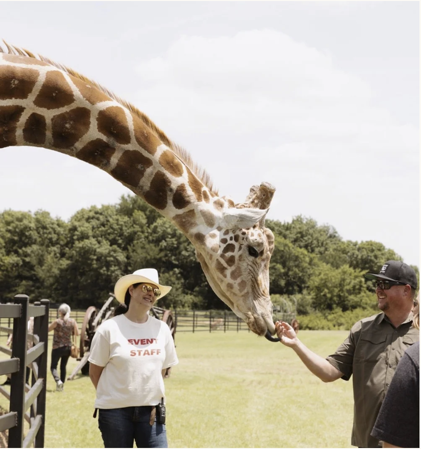 A person feeding a giraffe at a zoo or wildlife park, with another person standing nearby. The giraffe's long neck is reaching down to the person's hand.