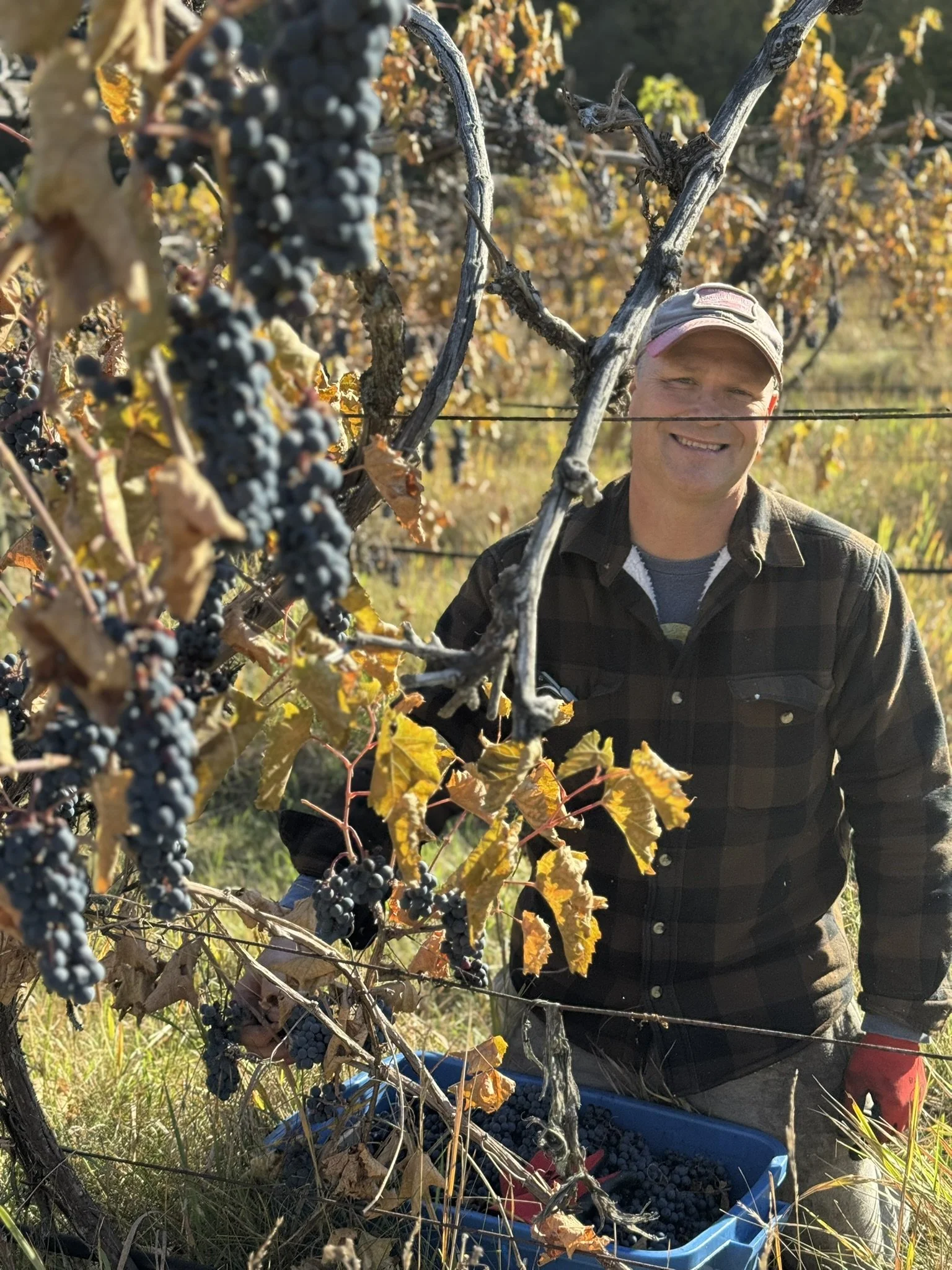 A man harvesting dark purple grapes in a vineyard during autumn, with a basket of grapes at his feet and vines with yellow and brown leaves around him.