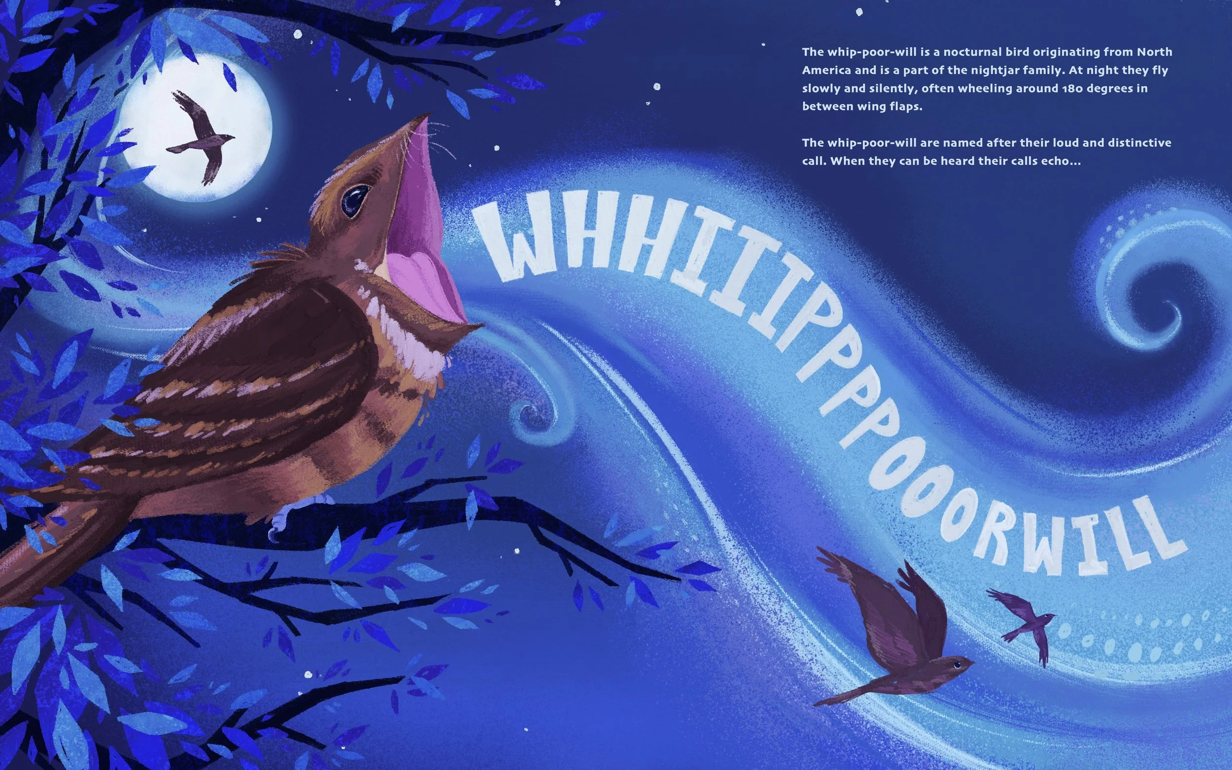 whippoorwillspread (1).jpg