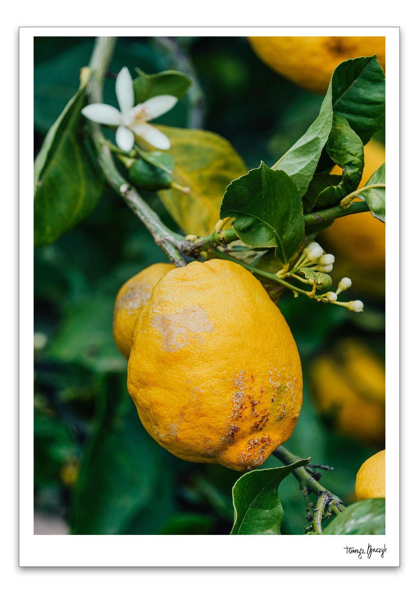 LIMONE.jpg