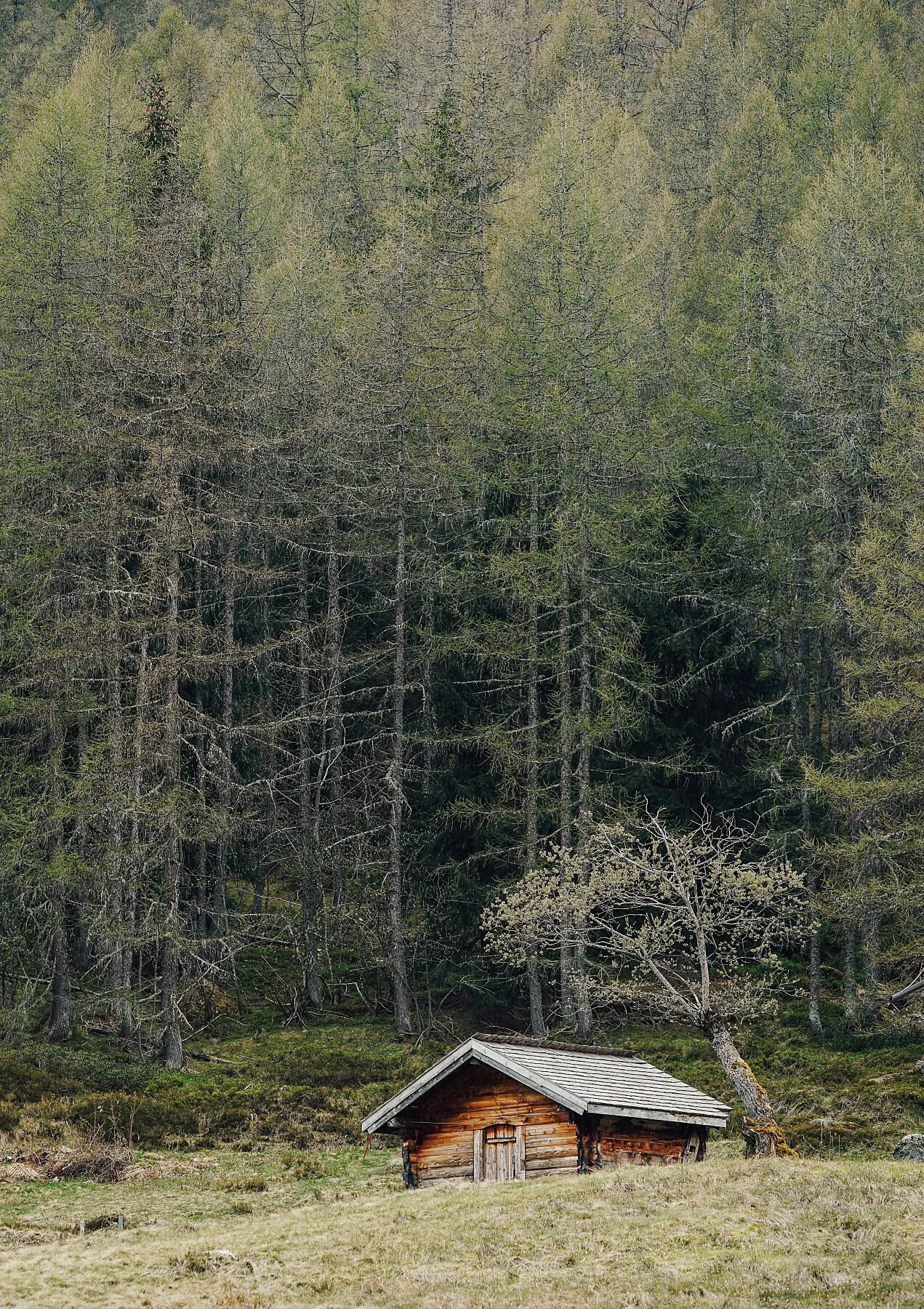 IN THE WOODS