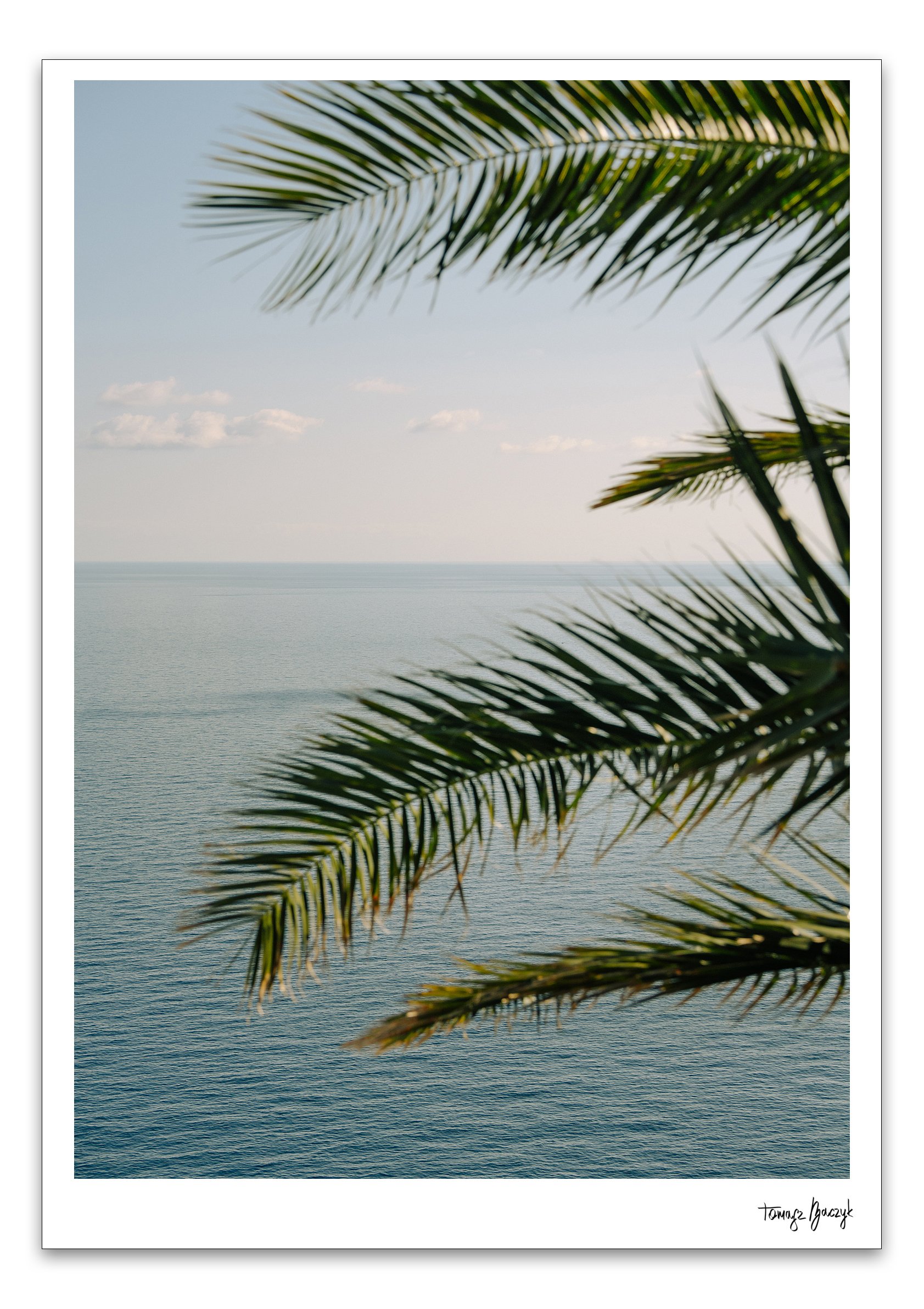 PALM TREE.jpg
