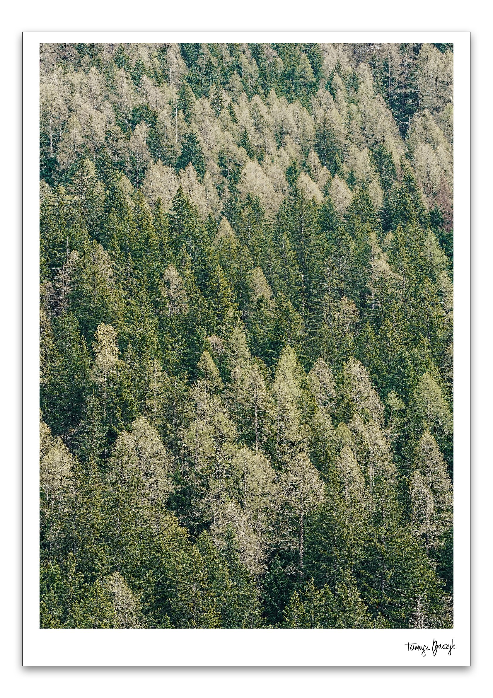 IN THE WOODS II.jpg