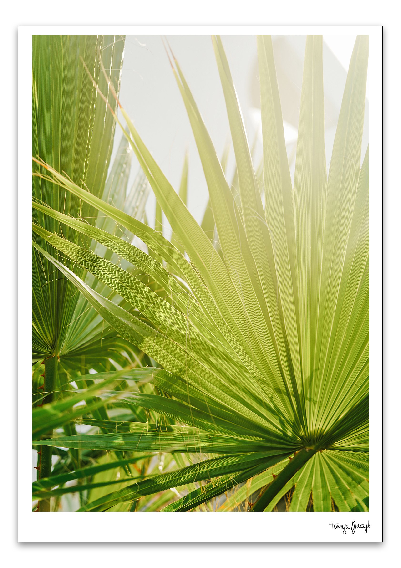 GREEN PALM LEAVES.jpg