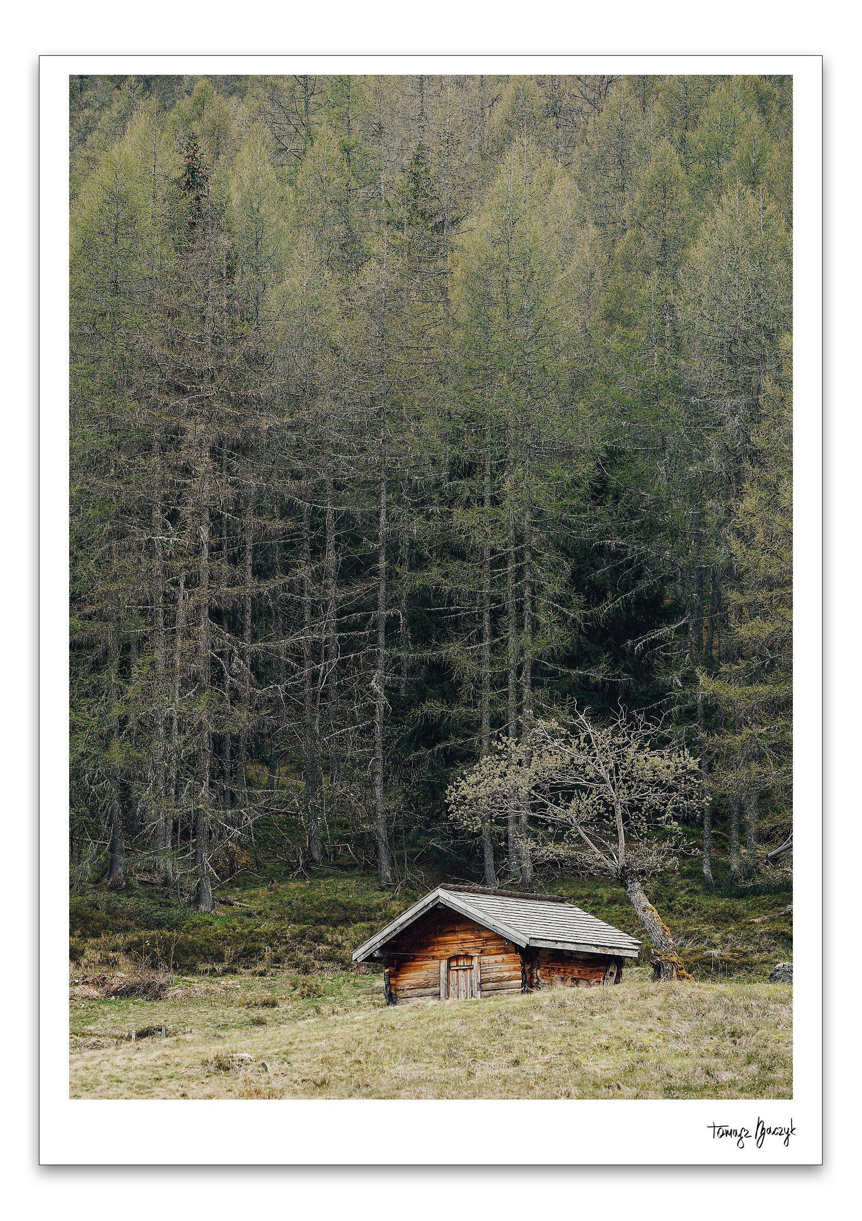IN THE WOODS.jpg