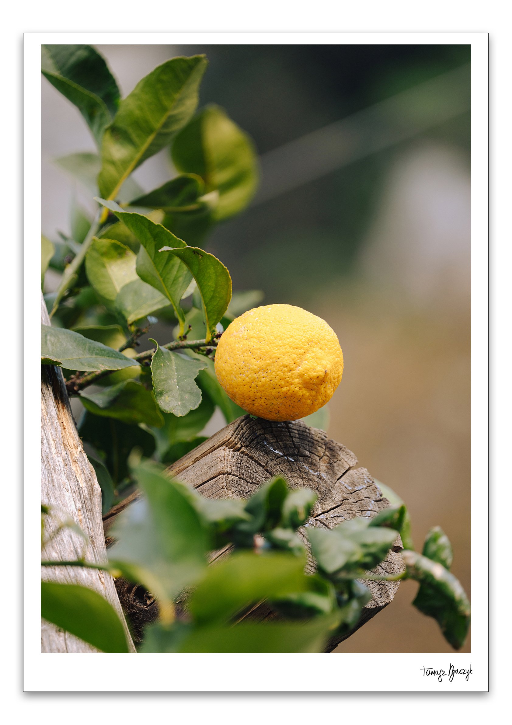 LIMONE II.jpg