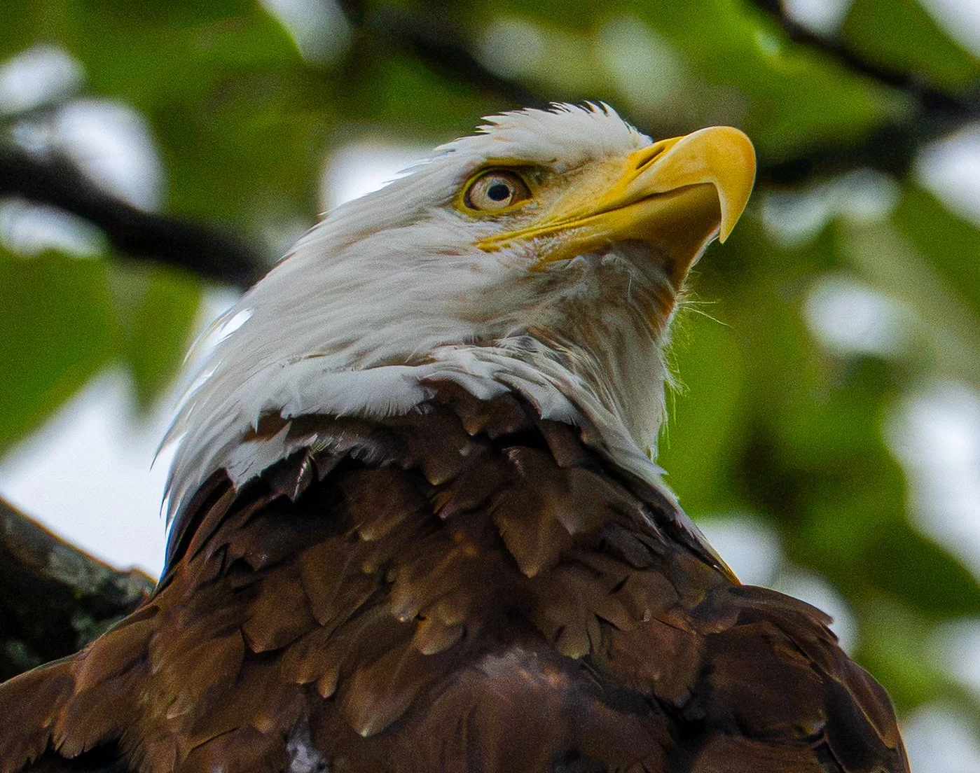 Alaska Cruise Camera Gear: What to Pack for Wildlife and Scenery