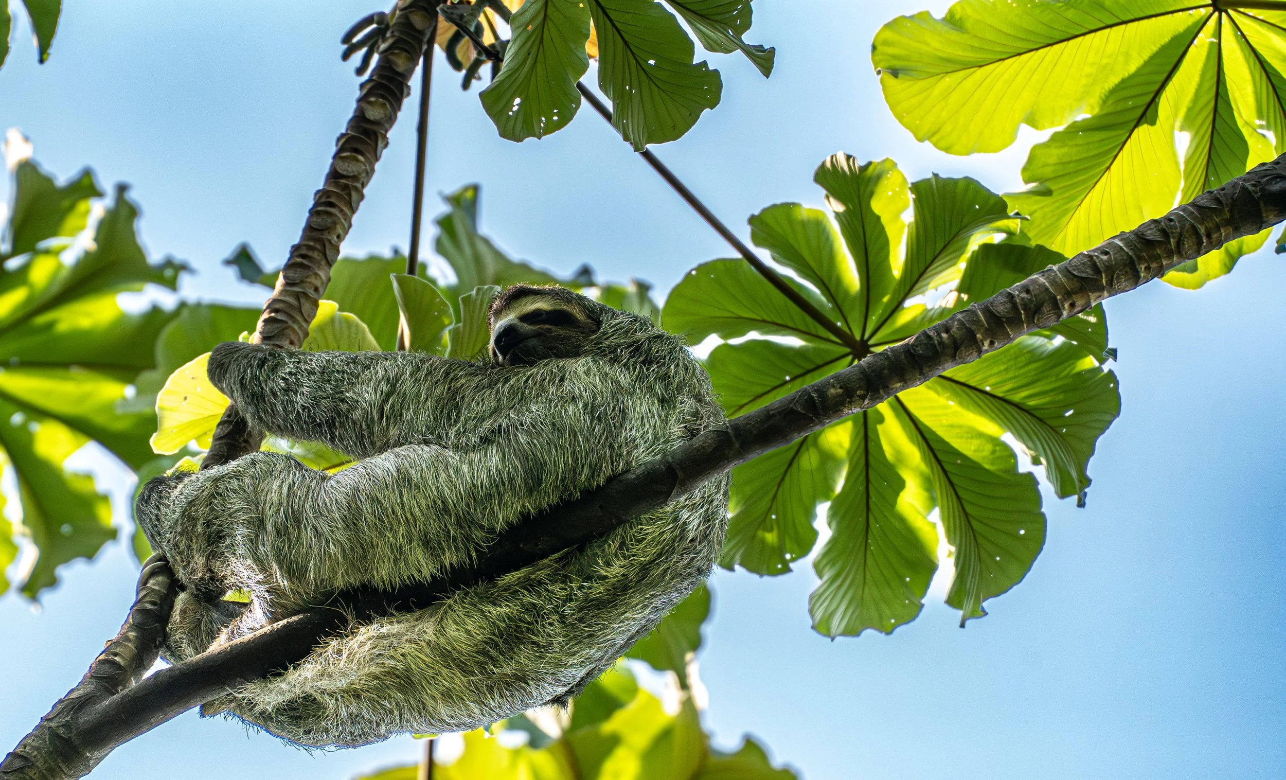 How to Photograph Wildlife in Costa Rica: Gear, Settings, and Lessons Learned