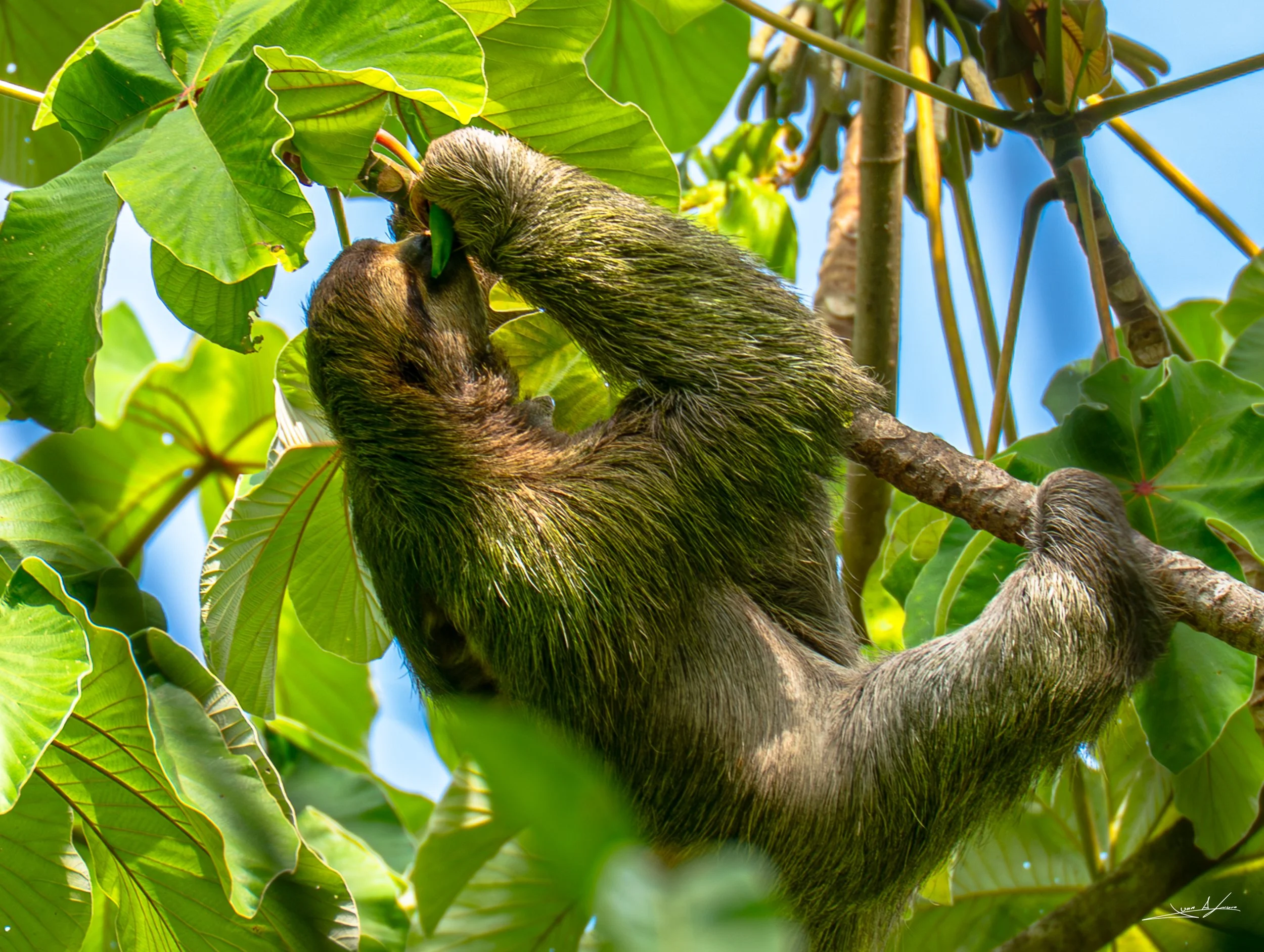 Three Toed (Bradypus) Sloth Eating