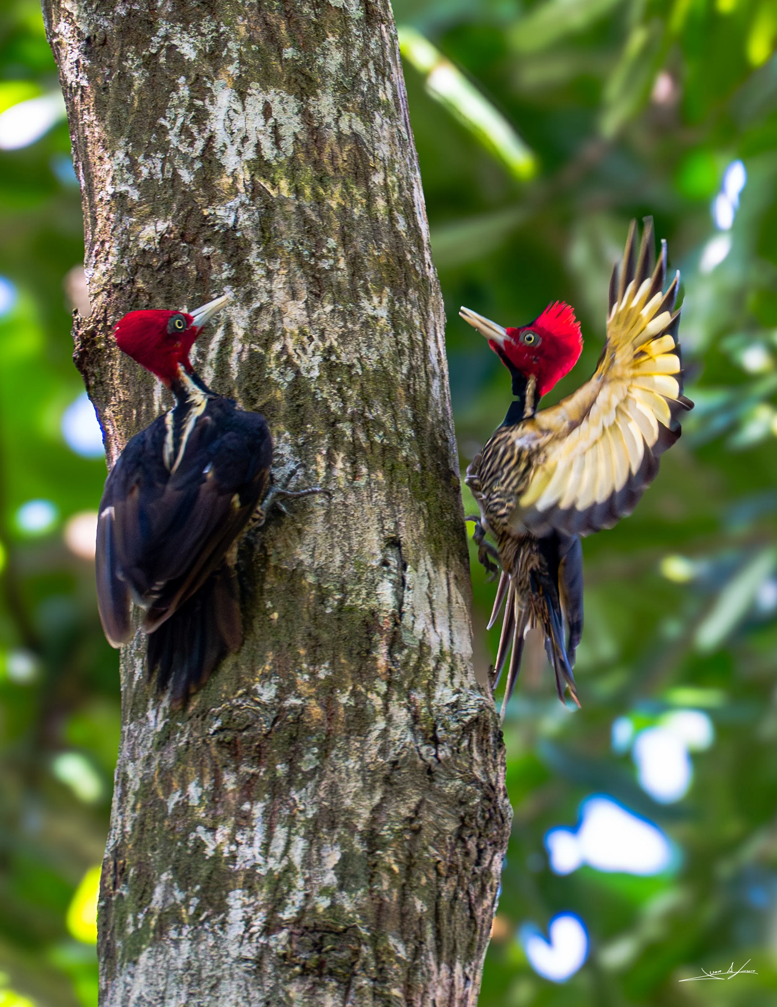 Two woodpeckers, one on the left and the other on the right, are clinging to the side of a tree trunk. The woodpecker on the left has a red head, black and white body, and yellow eye, while the one on the right has similar coloring with its wings partially open, displaying black and yellow wings. The background is out of focus with green foliage and blue sky.