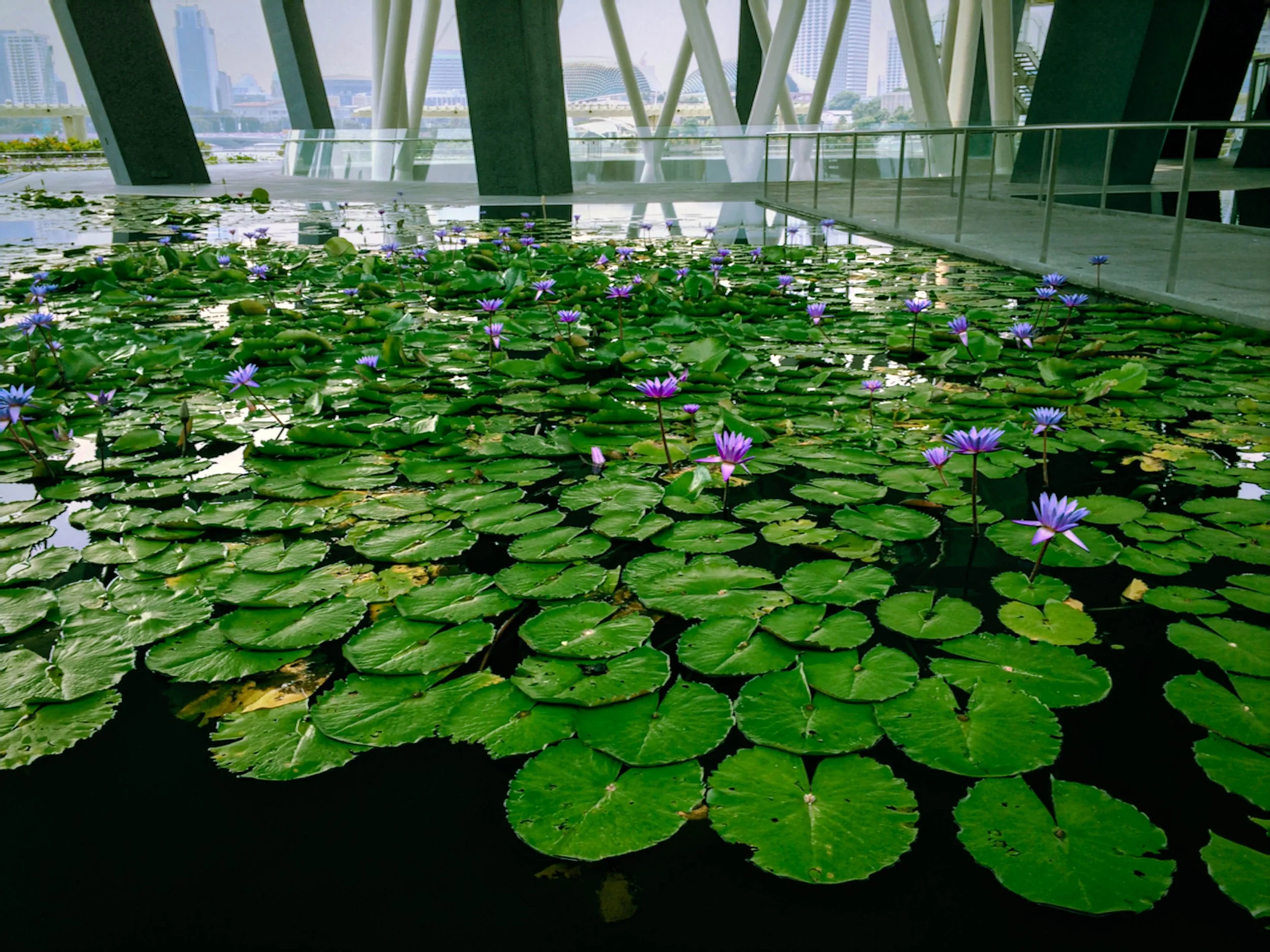 Lotus In The City.jpg