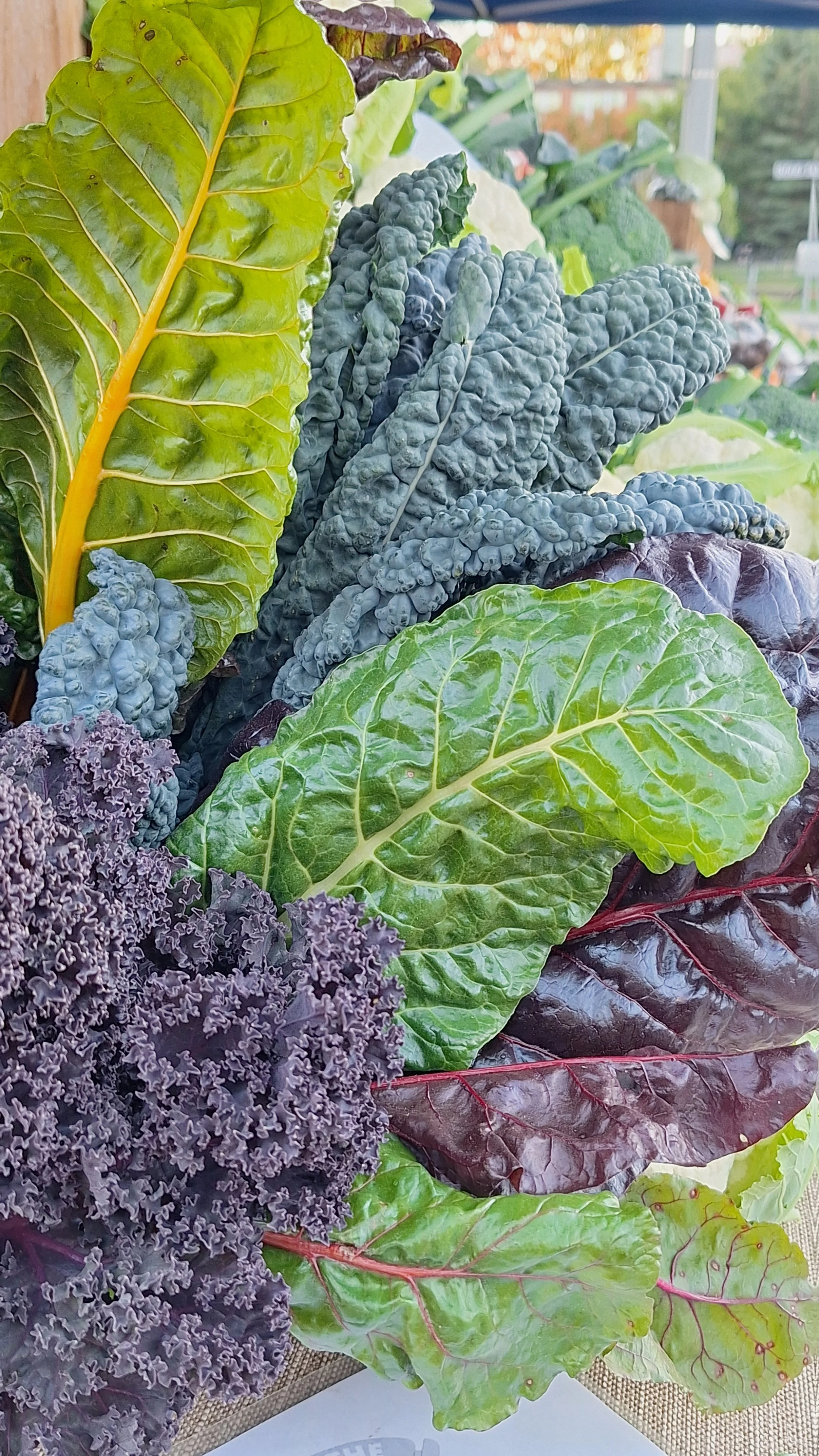 Chard and Kale.jpg